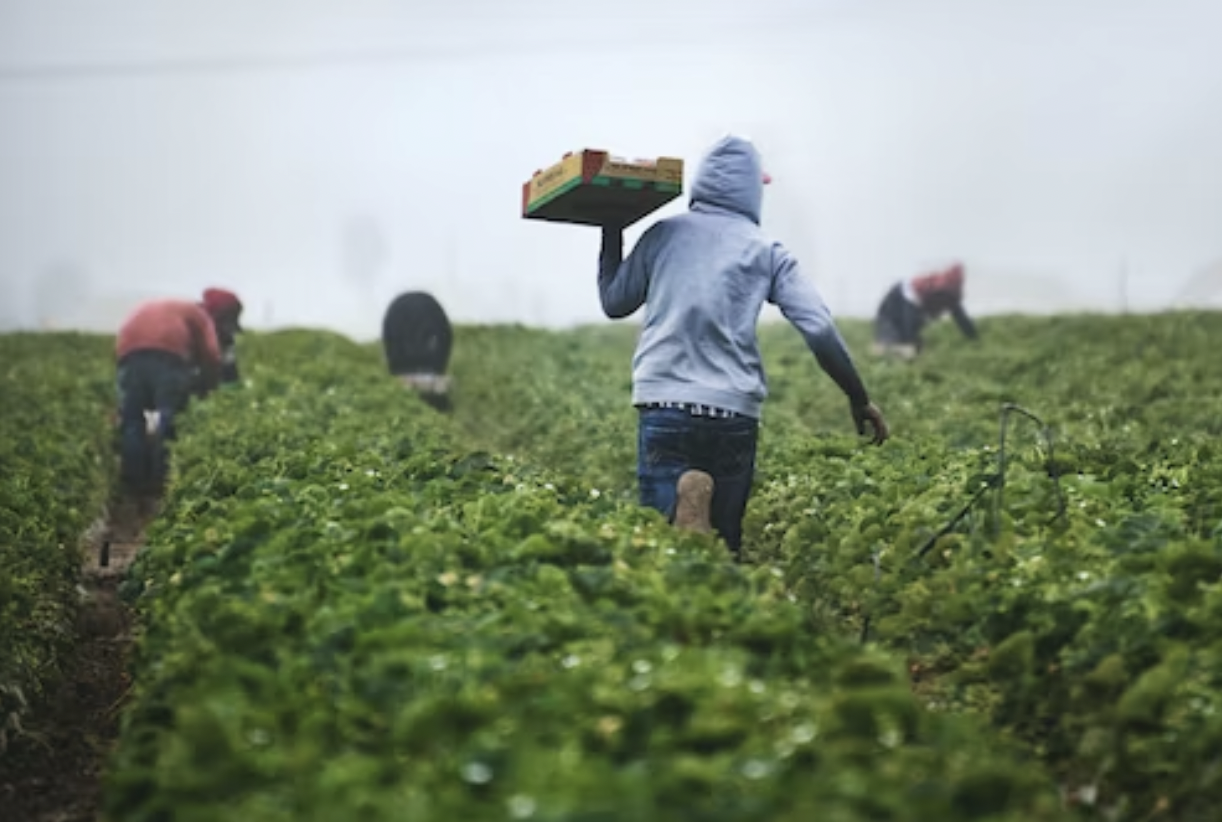 Extortion and Exploitation: Value of Migrants in Mexico and the United States