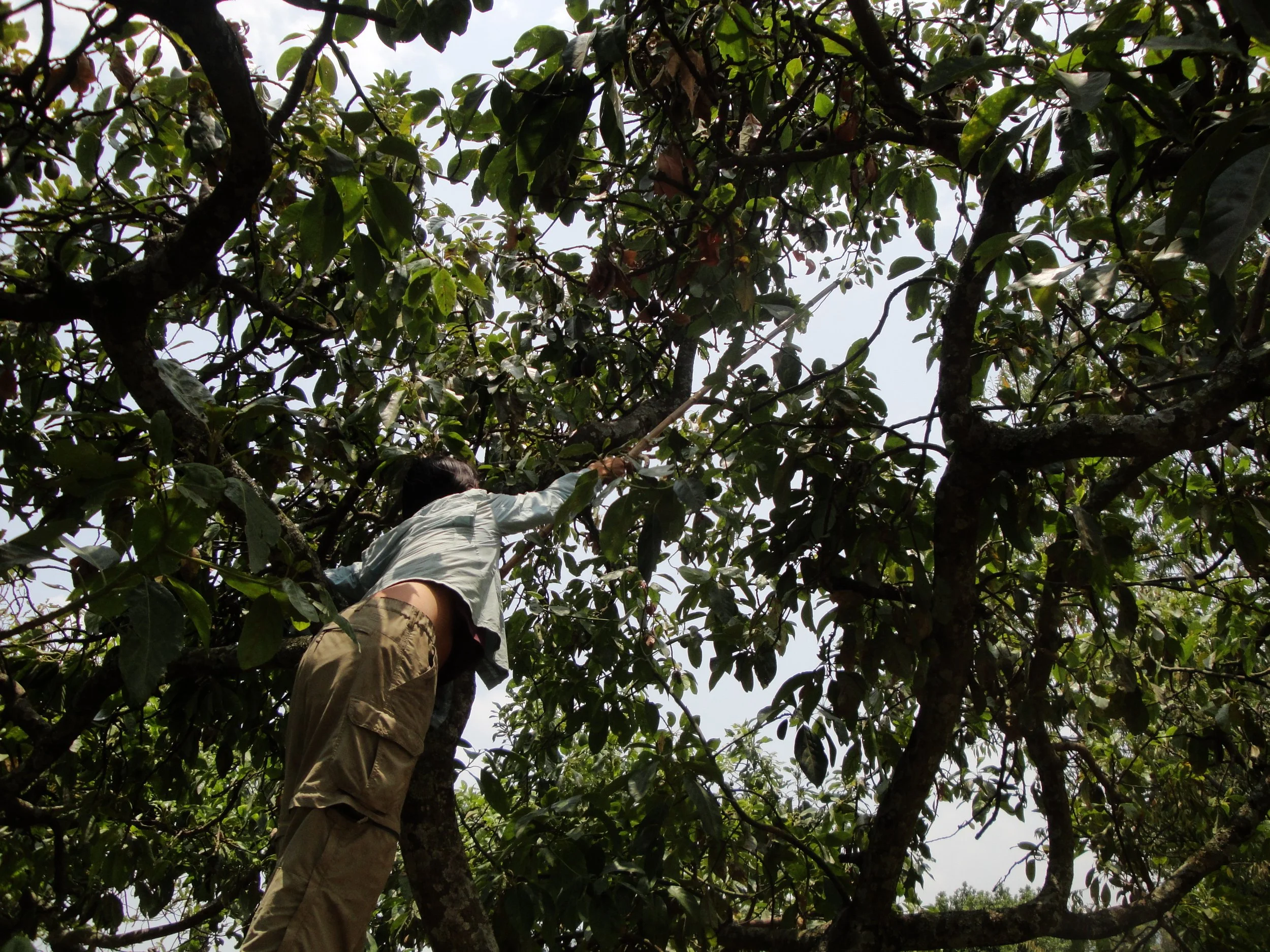 From Avocados to Extortion: How Mexican Cartels Are Taking Over The Agricultural Industry