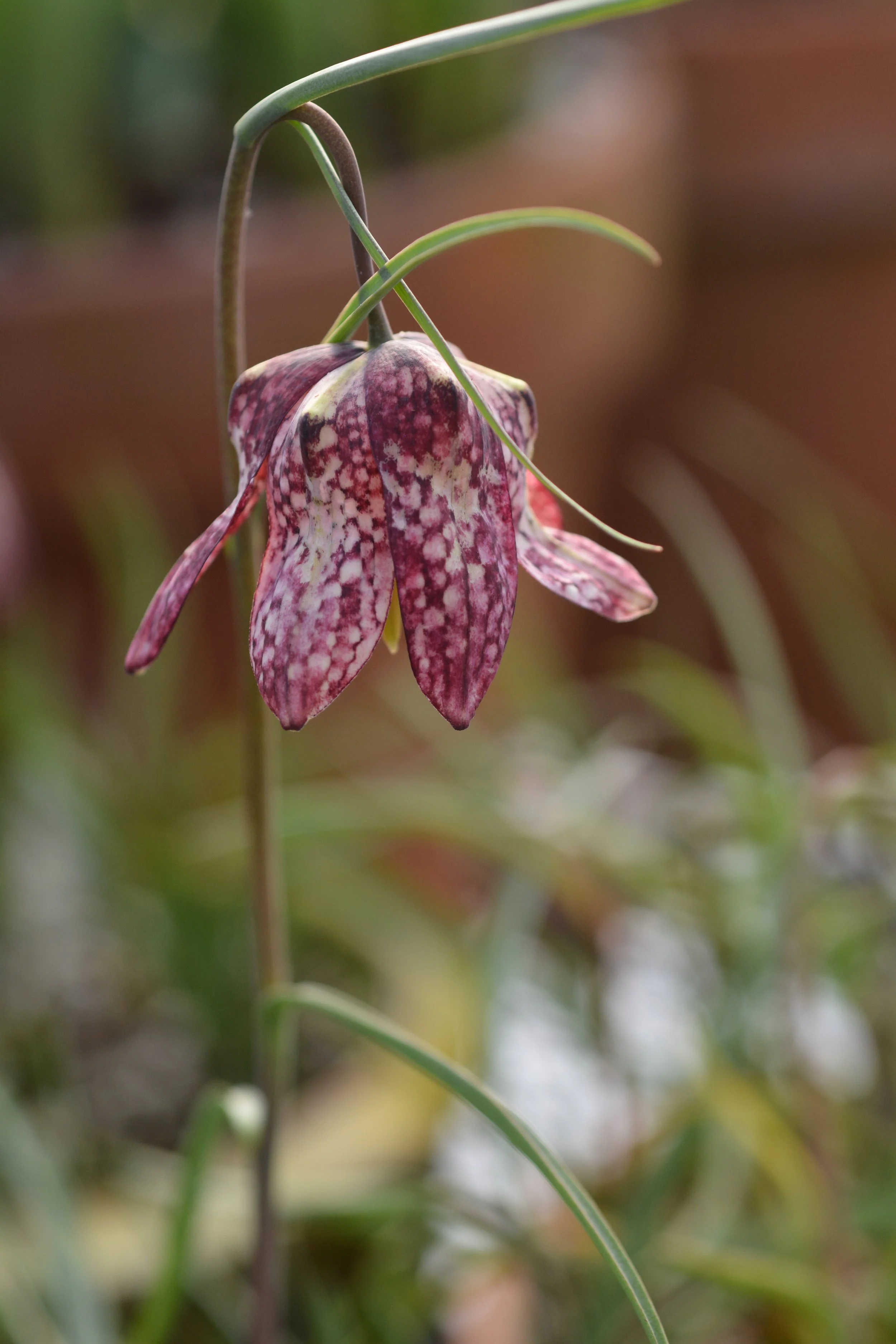 MAD Gardeners symposium