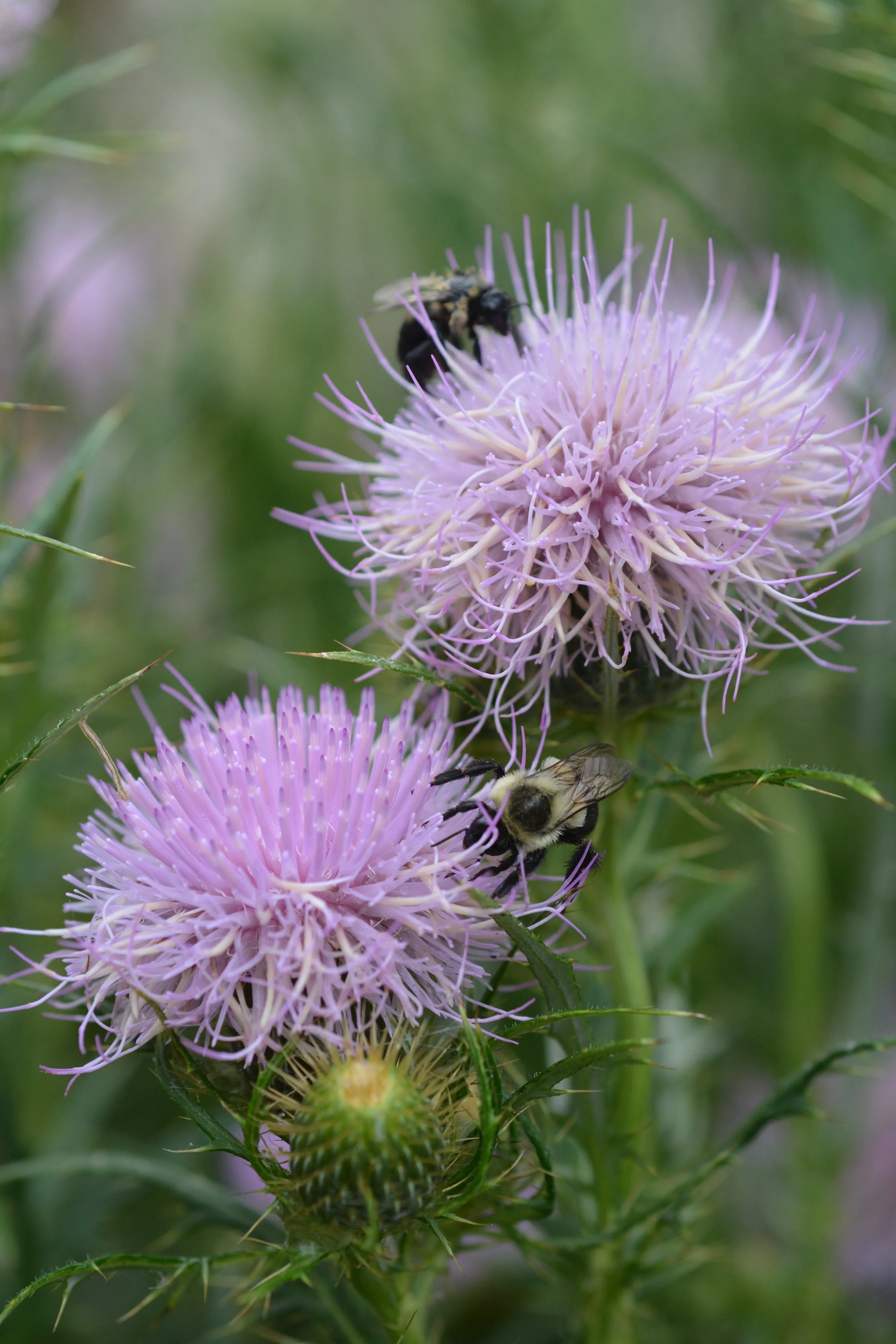 Cornwall Garden Club Sale