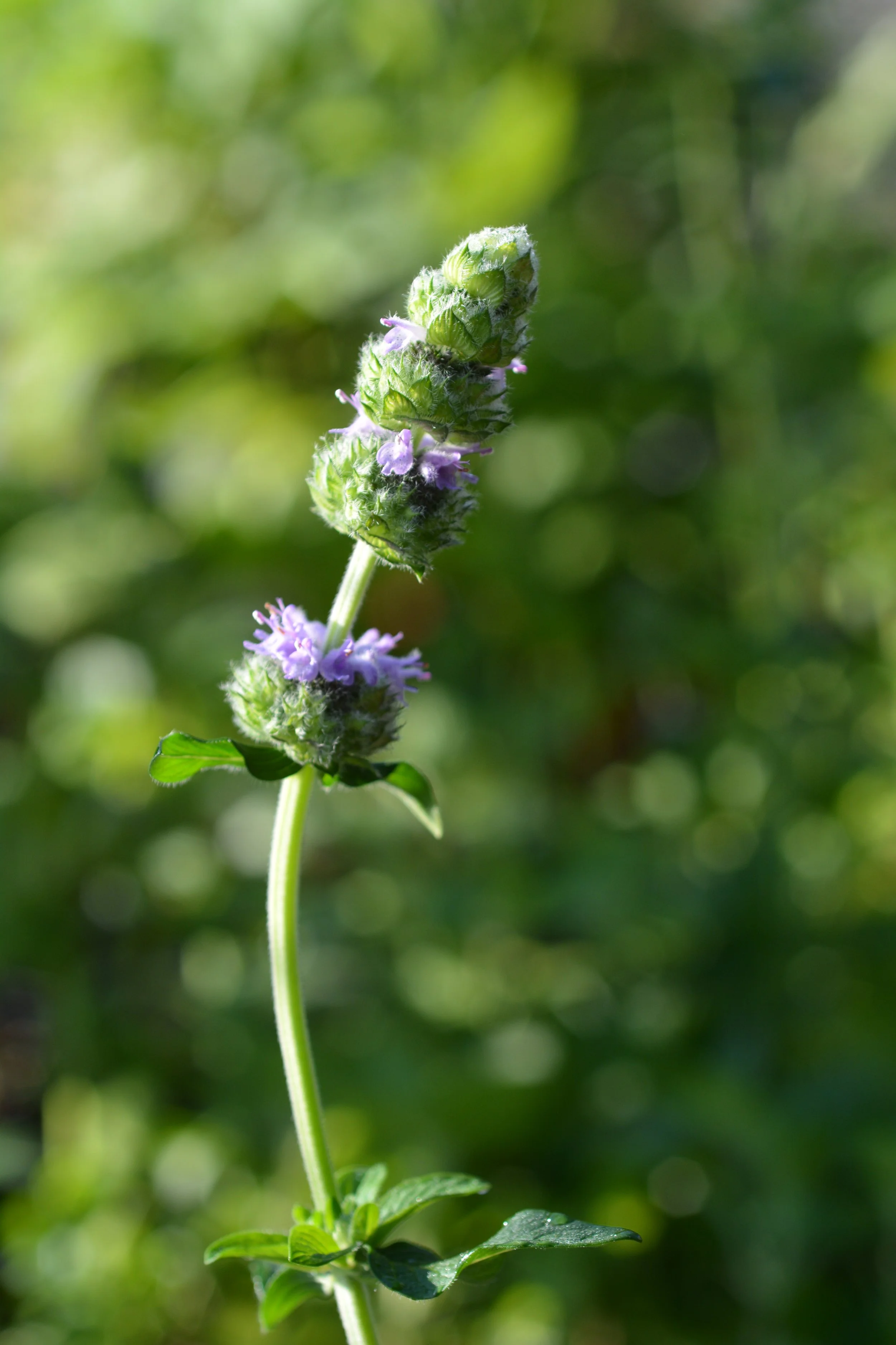 Falls Village Gardeners