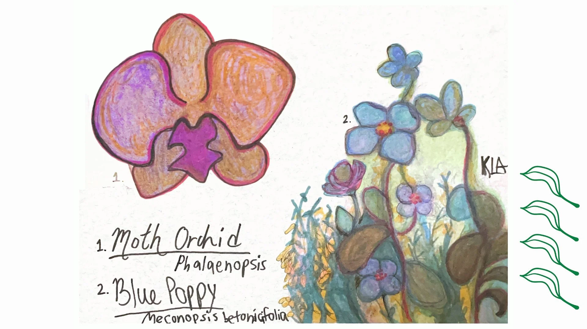 Orchid and Blue Poppy Illustration