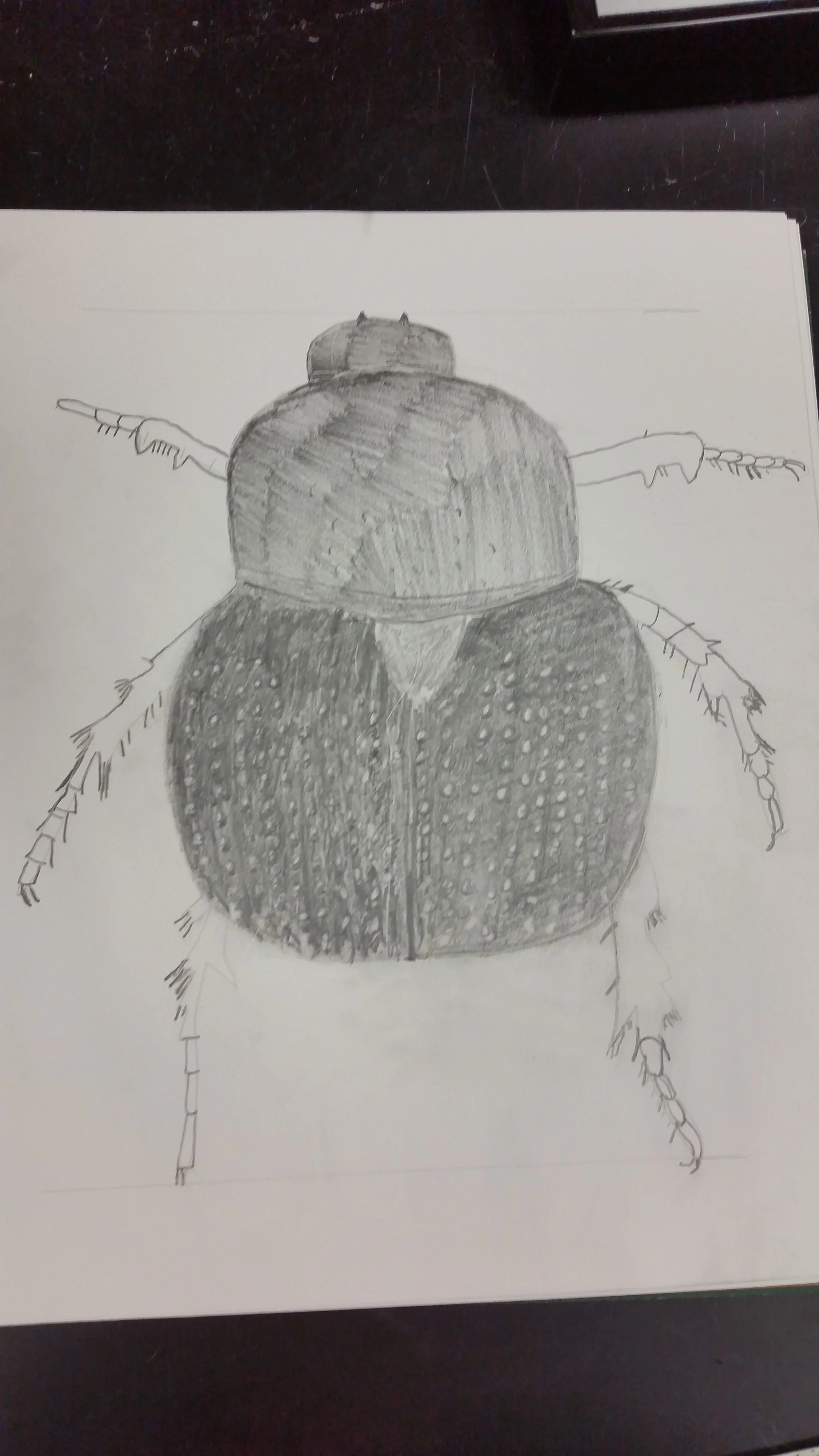 Beginning Sketch of Argulus beetle (Maryland native beetle)