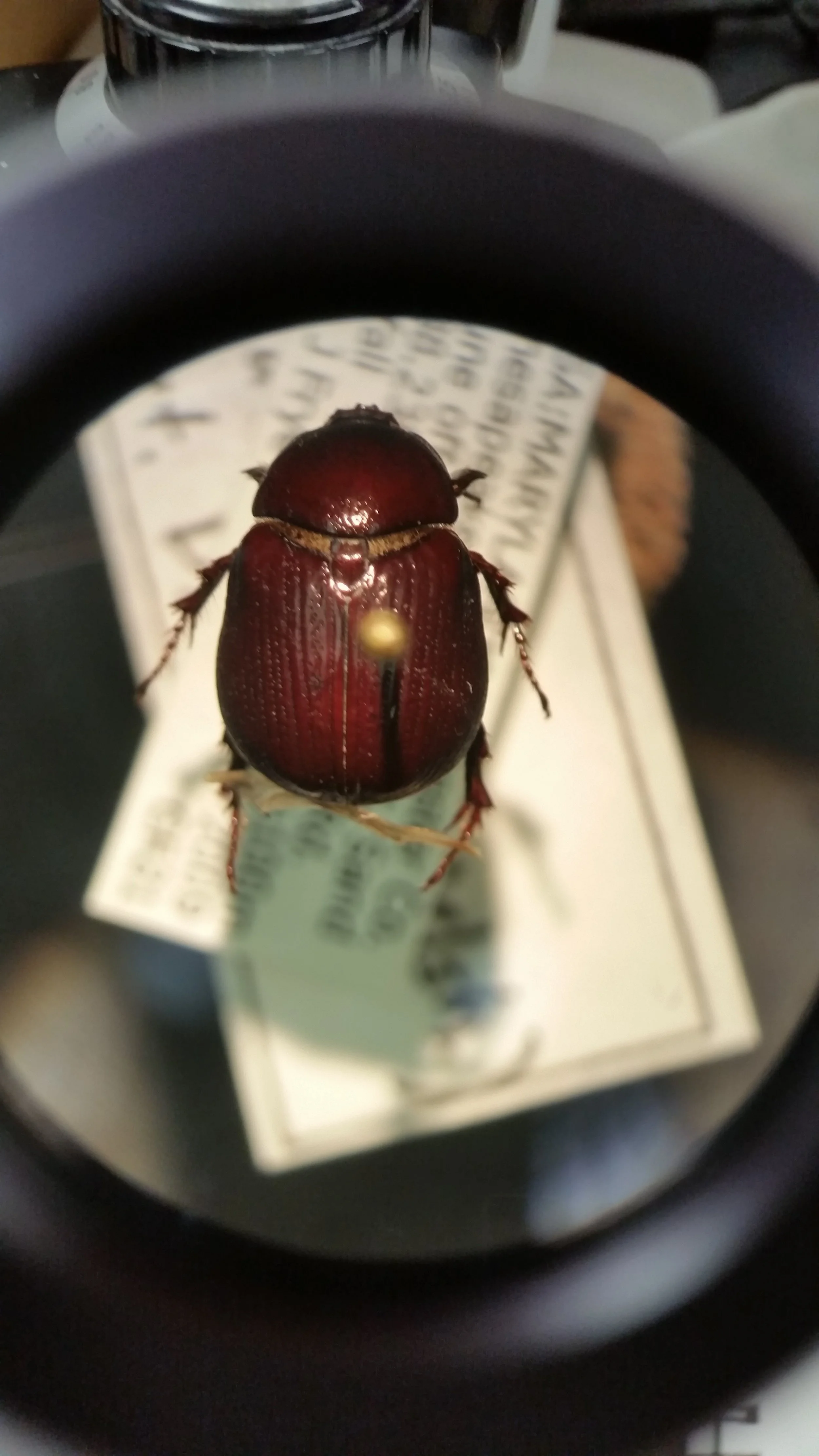 Pinned Reference/Specimen of beetle 