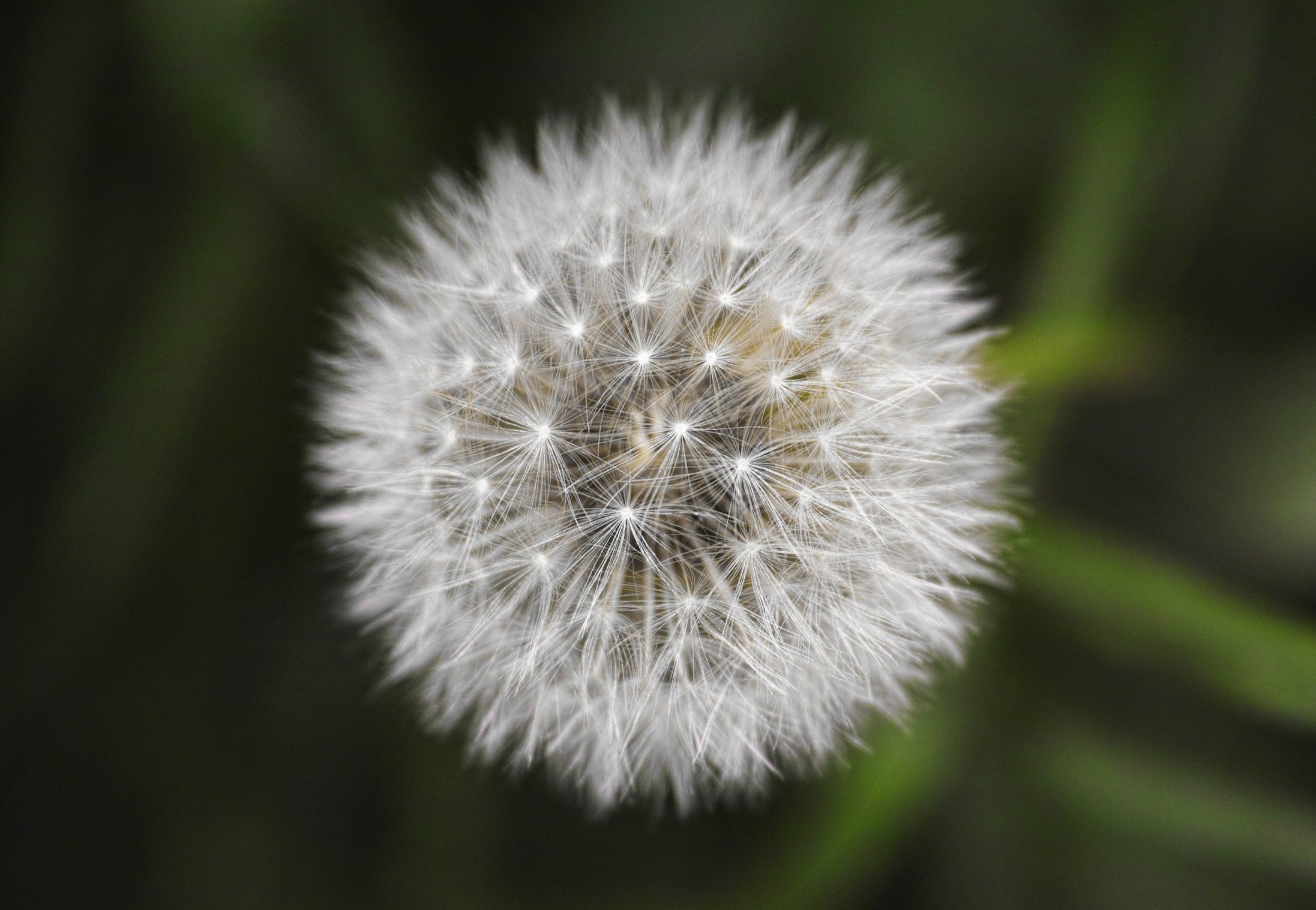 pexels-pixabay-533300.jpg