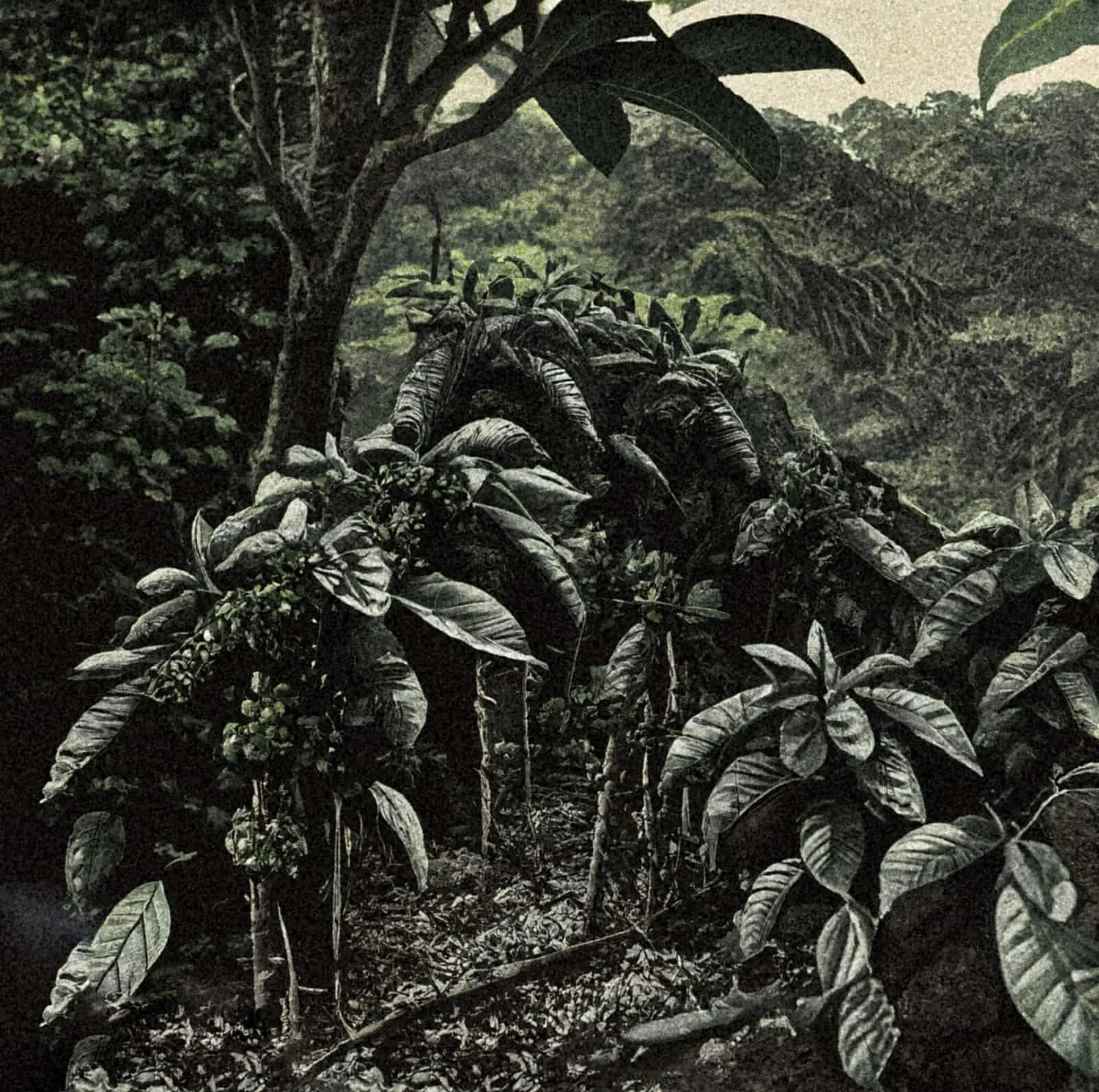 The Origin Story of Geisha Coffee