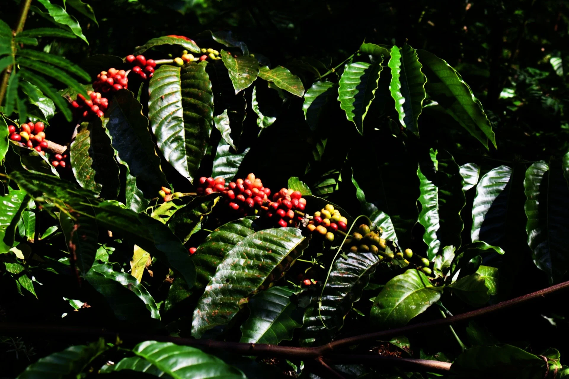 Image of Geisha cherries on a tree, a rare and prized coffee varietal used to make Black Geisha, a specialty cold brew coffee liqueur. Experience the unique flavor of this specialty coffee liqueur, perfect for coffee lovers in Melbourne and beyond.