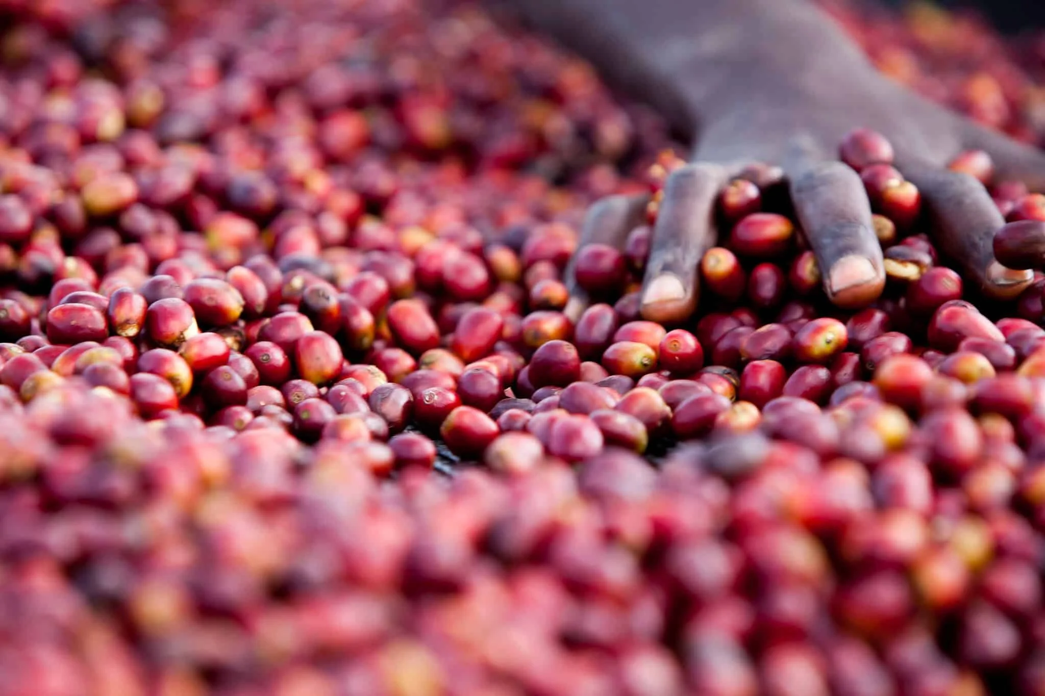 Image of farmers hand sorting Geisha cherries, the rare and prized coffee varietal used to make Black Geisha, a specialty cold brew coffee liqueur.