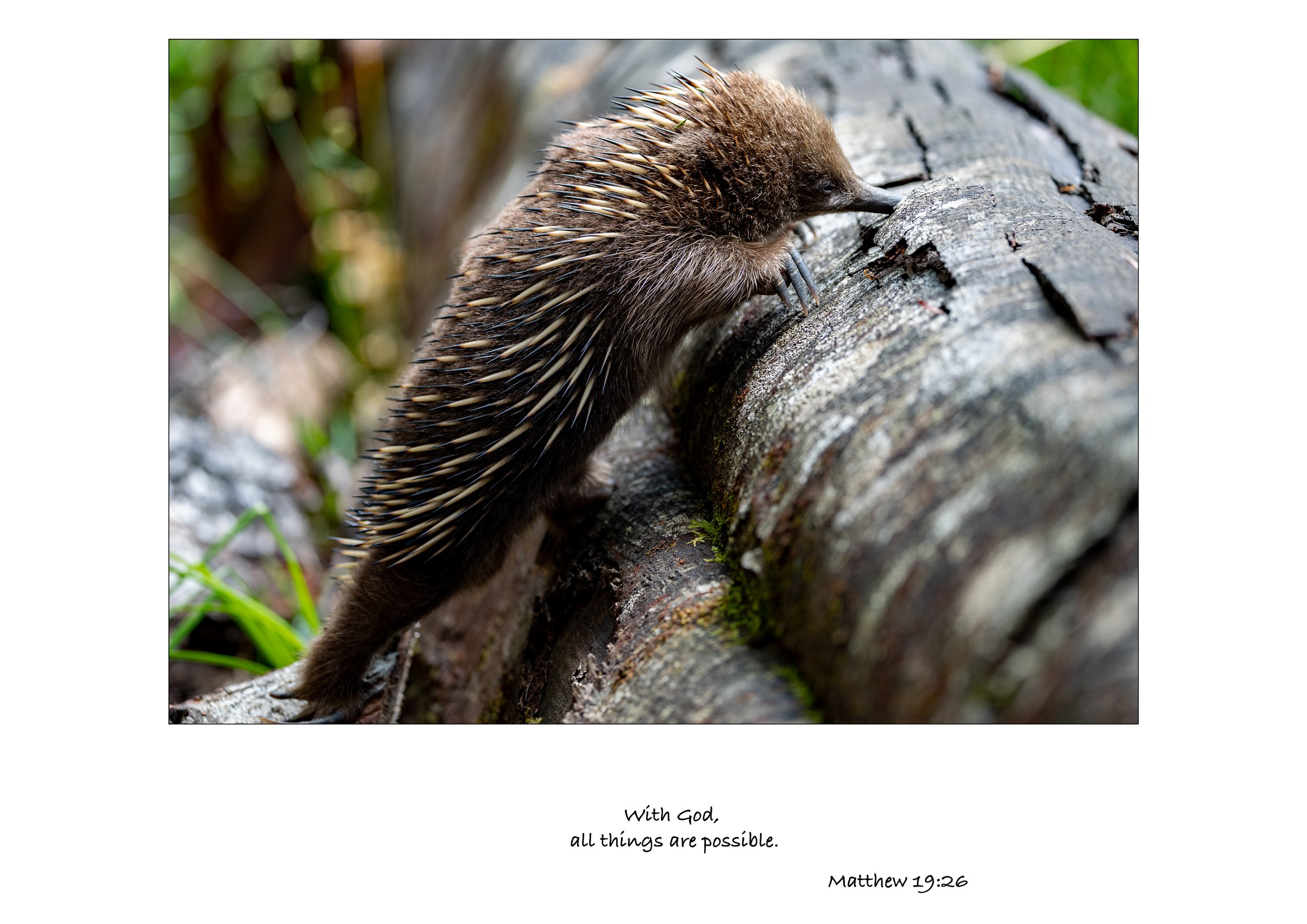 Echidna-2.jpg
