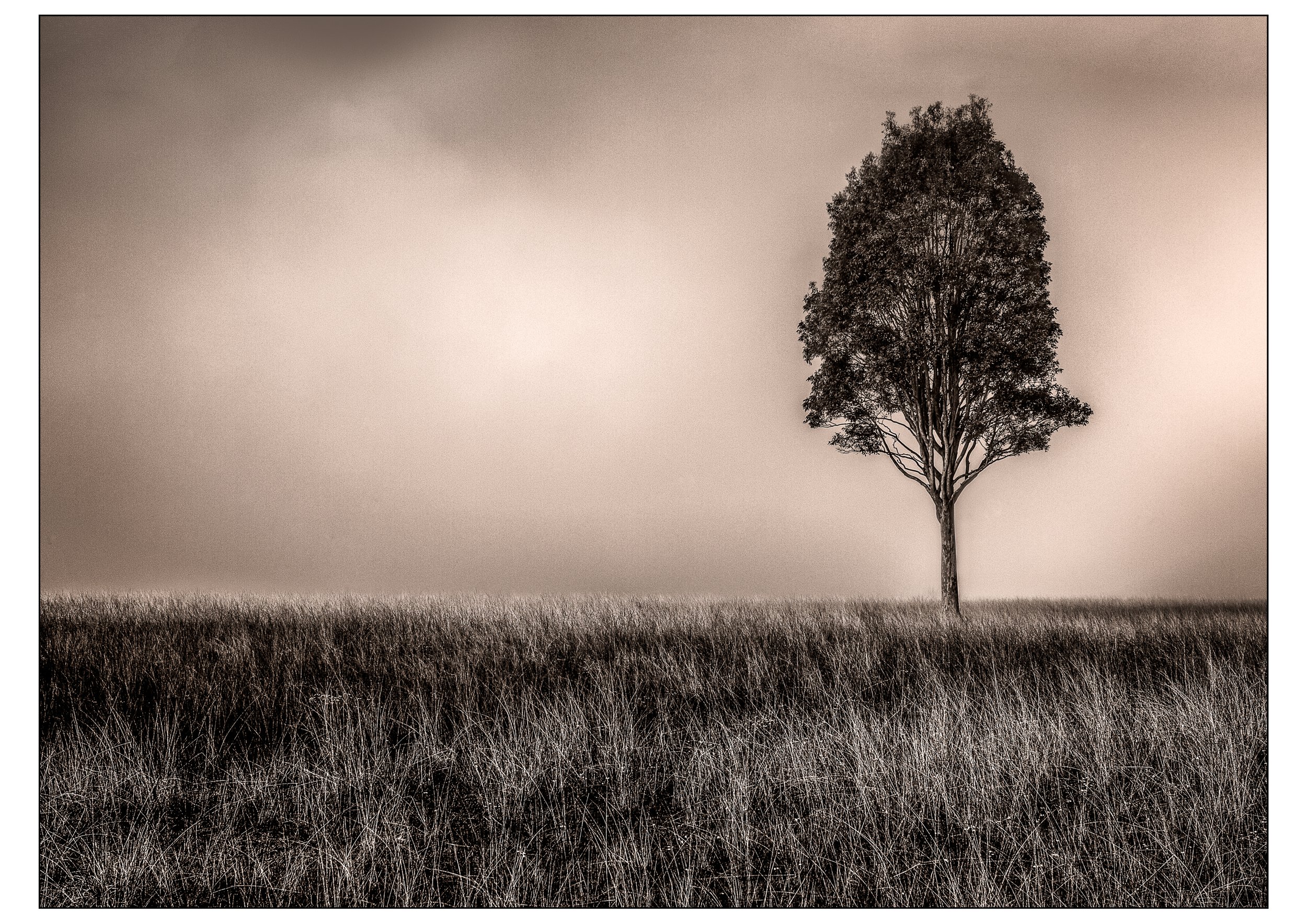 Tree in fog.jpg