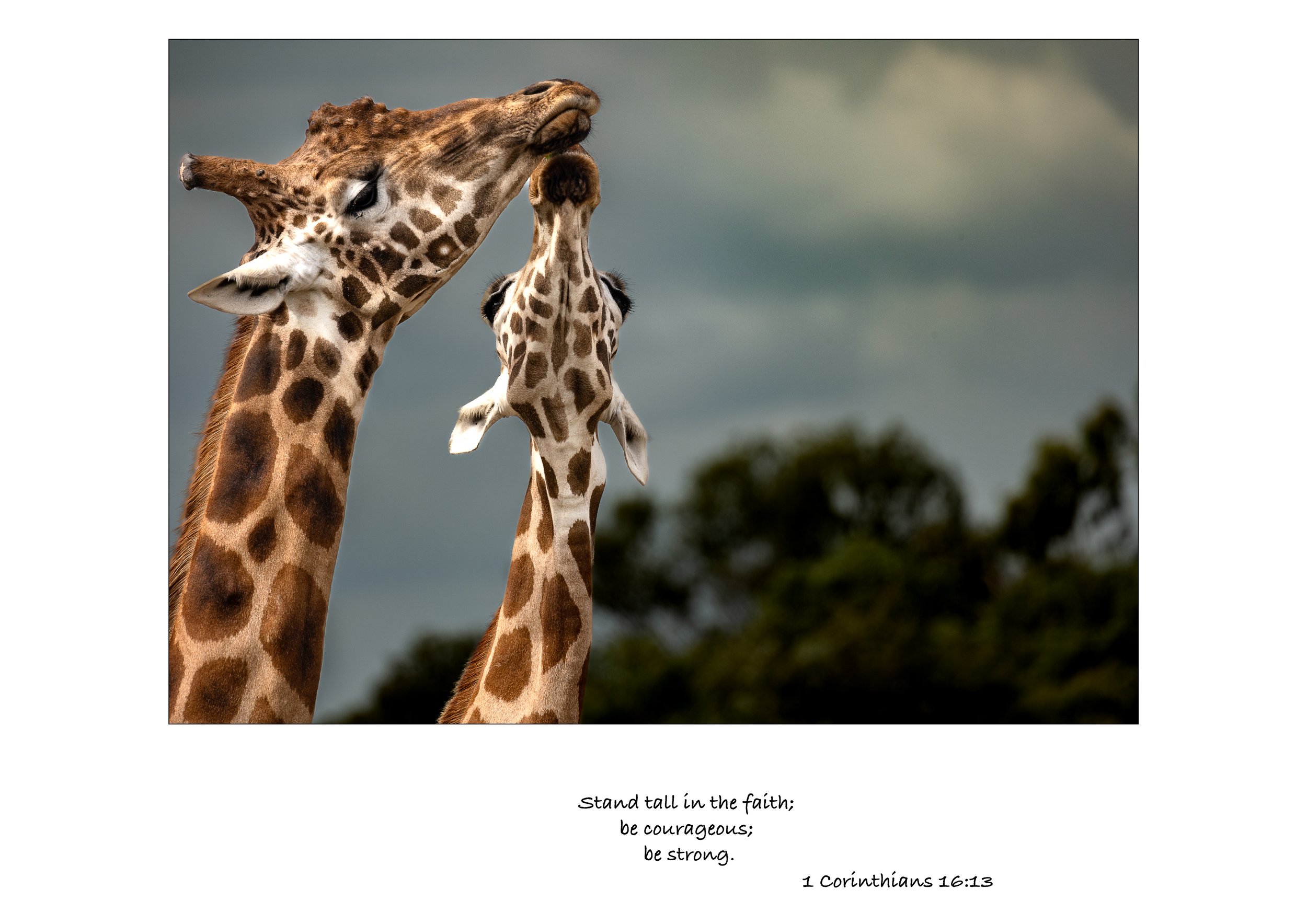 Giraffe-2.jpg