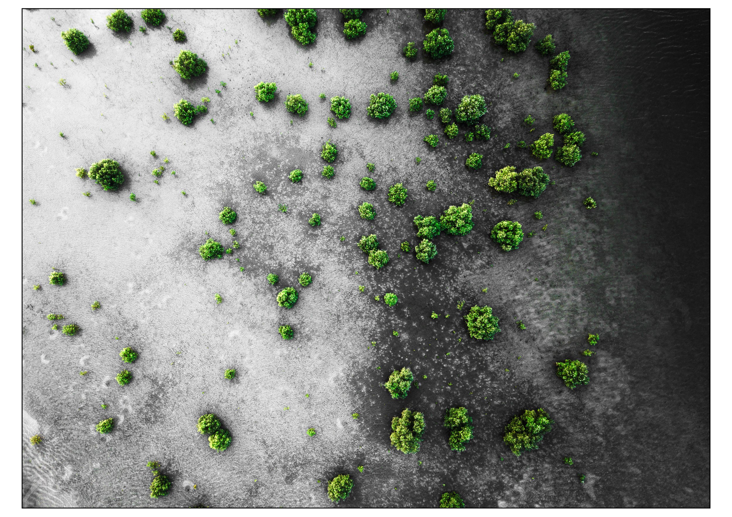 Trees in sand.jpg