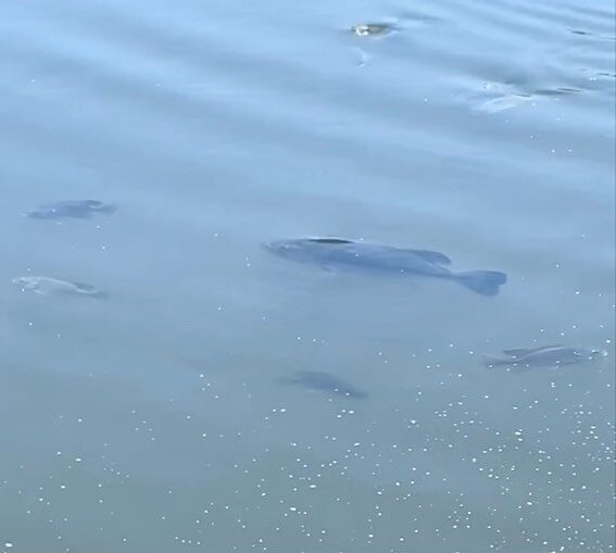 Some of the fish are getting pretty big out at the vineyard pond.