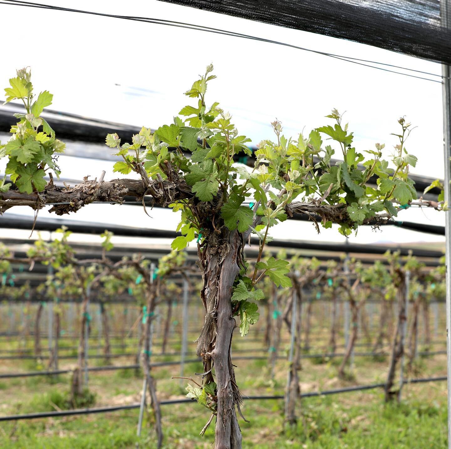 vines are looking pretty darn good right now