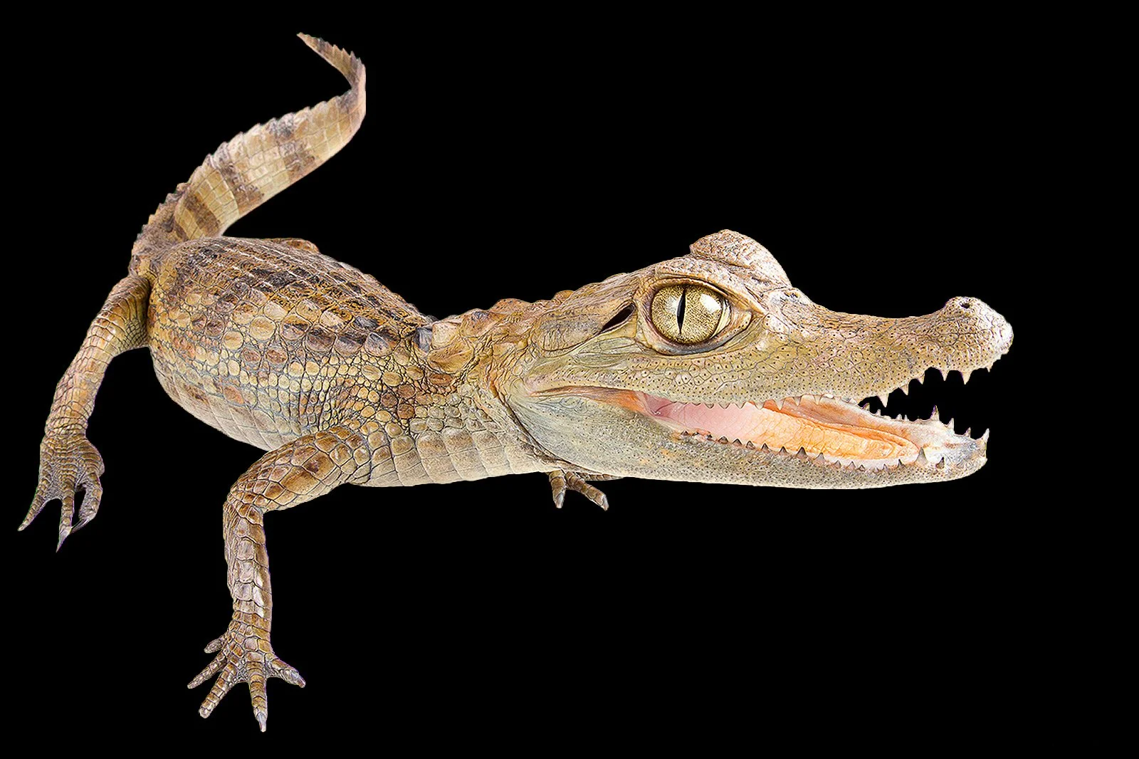 Caiman_crocodilus_marca.jpg