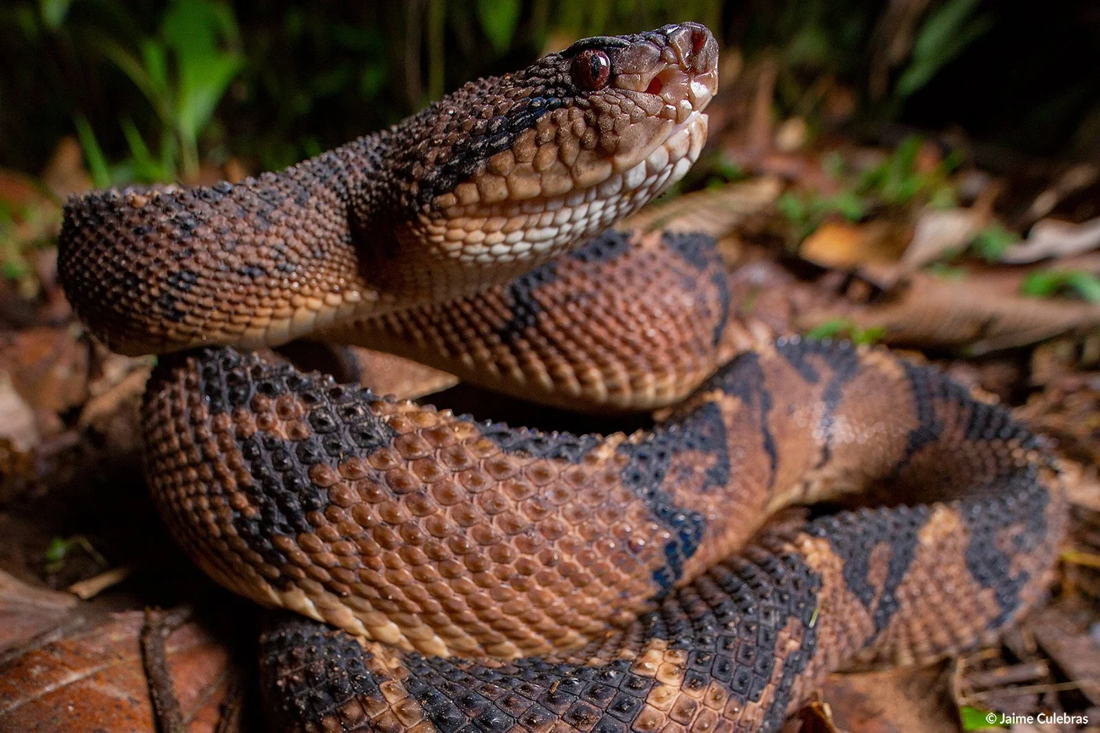 Lachesis acrochorda_choco_marca.jpg