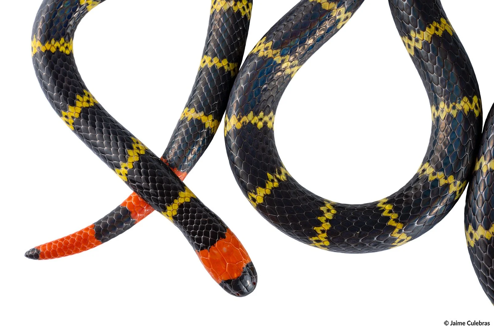 Micrurus_mipartitus_Choco_marca.jpg
