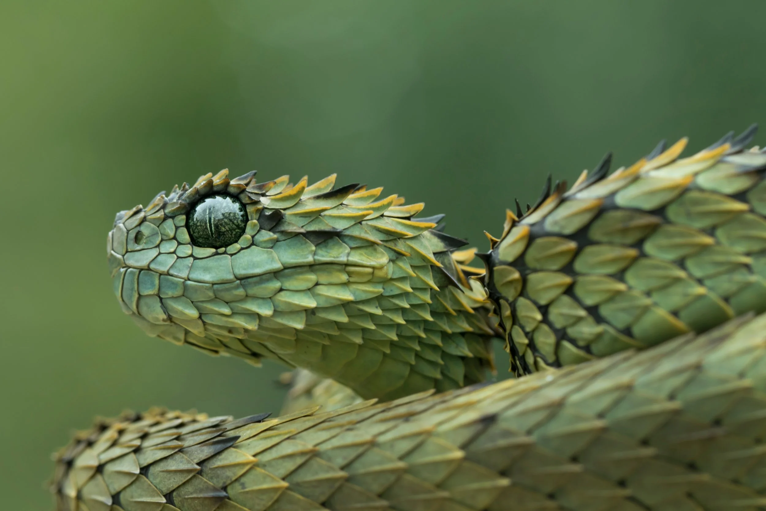 shutterstock_1092118703.jpg