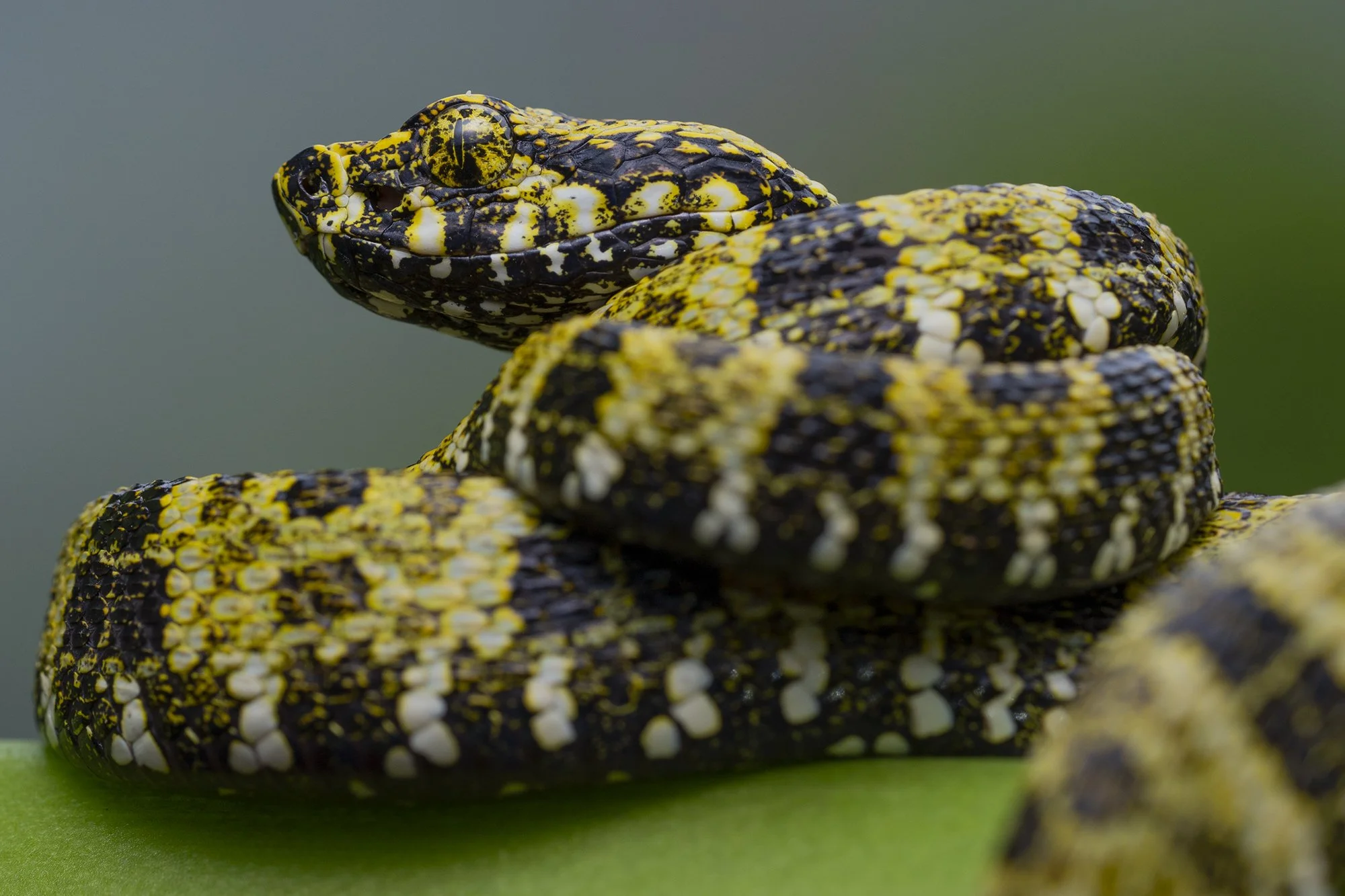 _DSC2805_Bothrops_taeniatus_Indaza.jpg