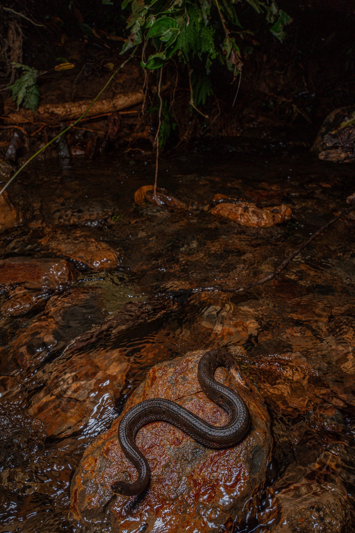 DSC08396-2.jpg