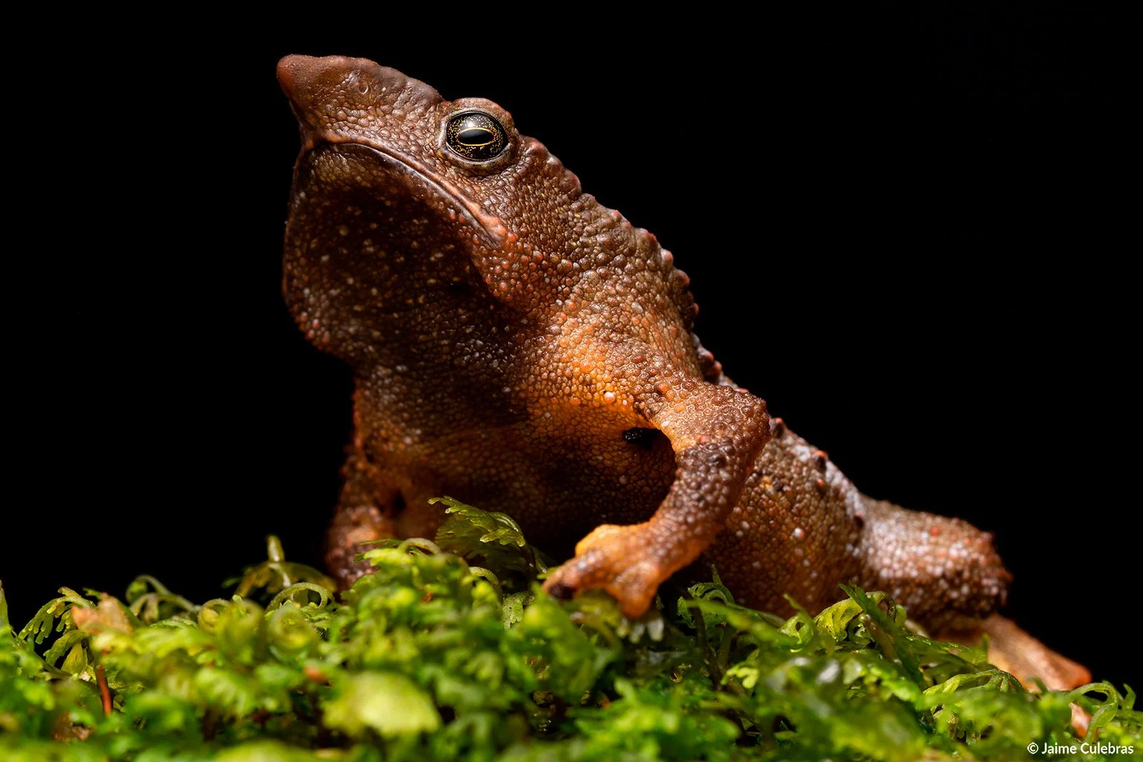 Rhinella-festae-marca.jpg