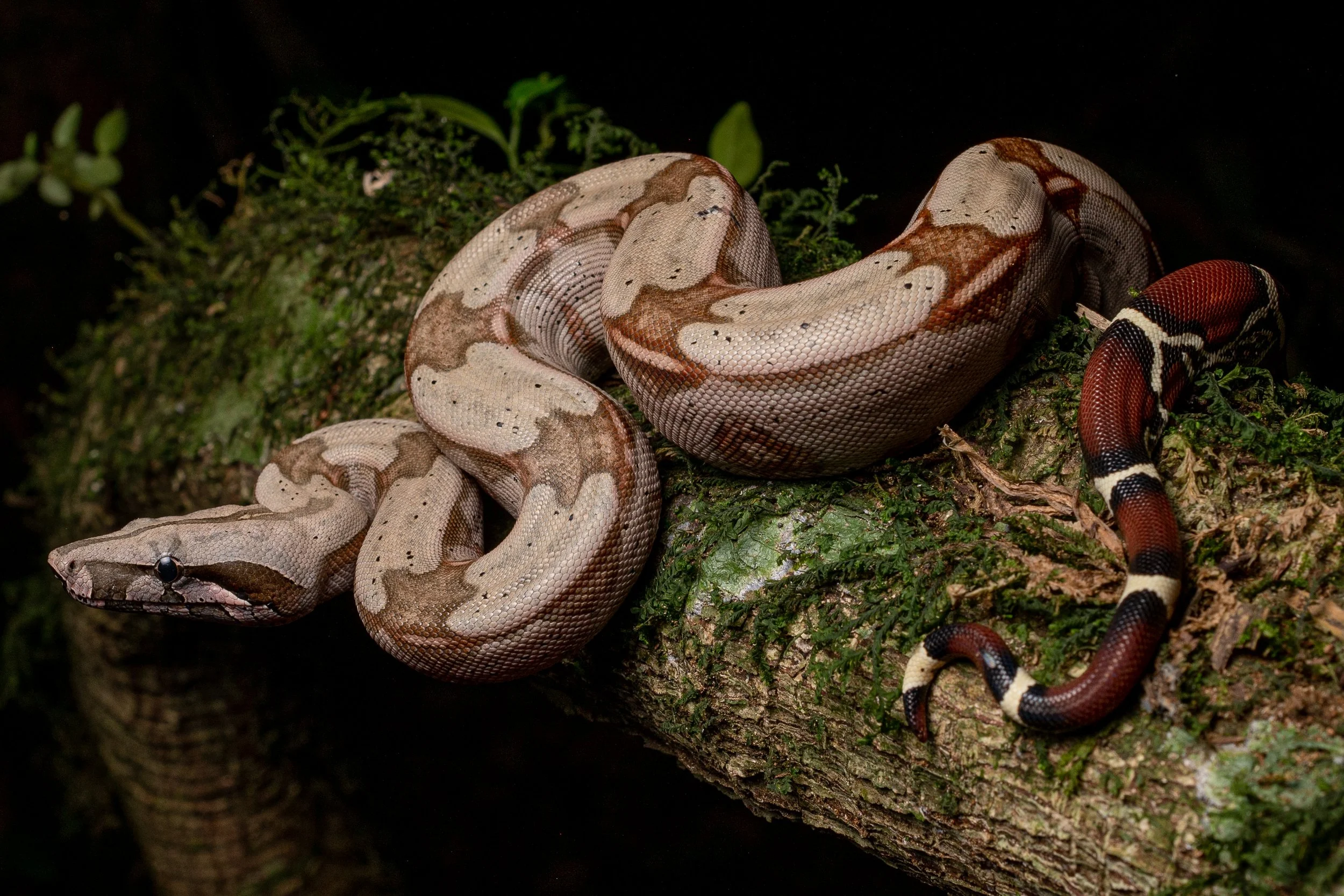 DSC_0335.jpg
