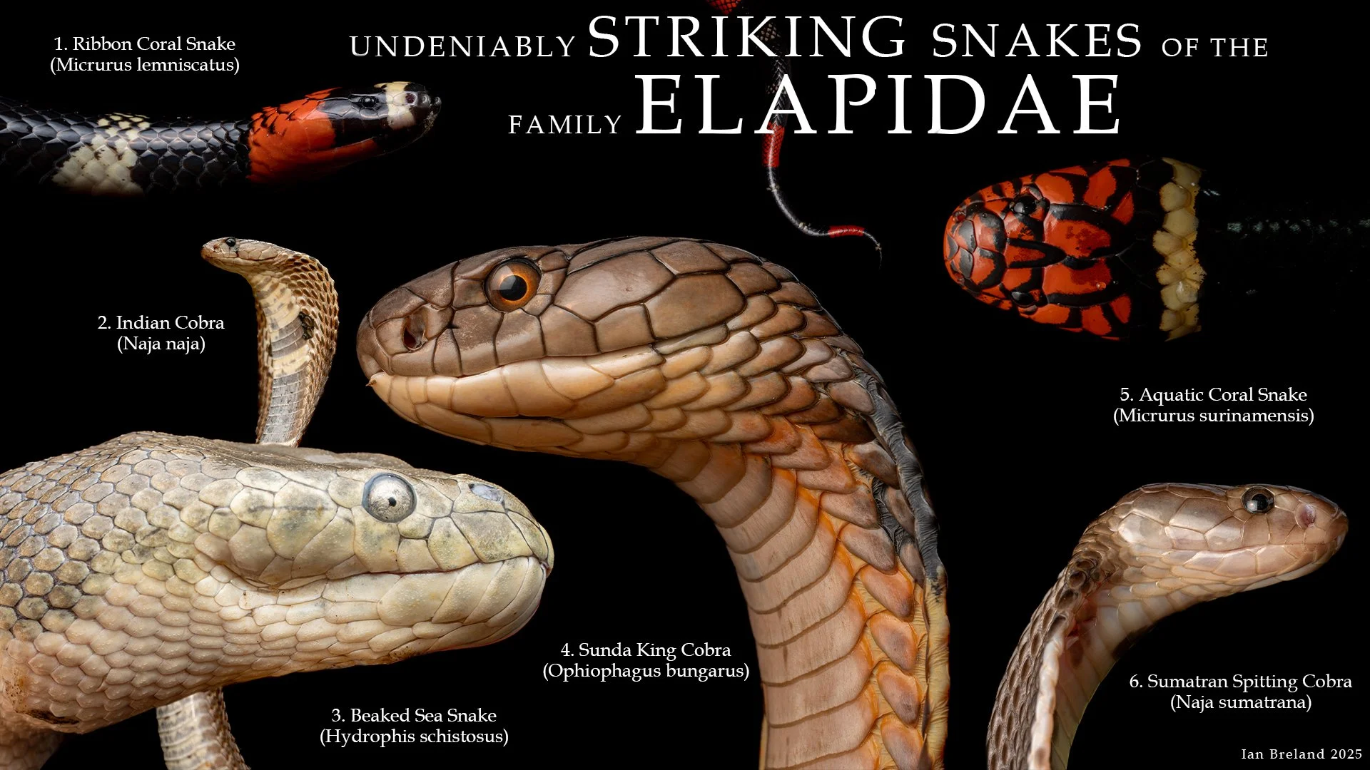 STRIKING_SNAKES_OF_ELAPIDAE.jpg