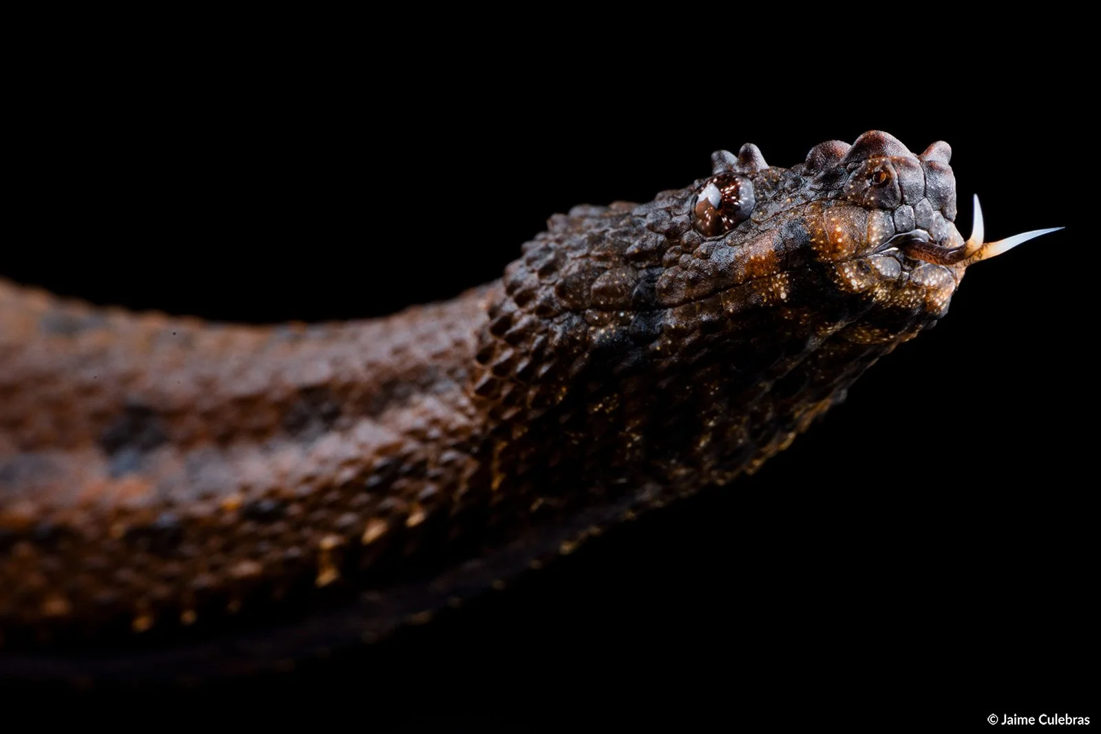 Trachyboa_boulengeri_choco_marca.jpg