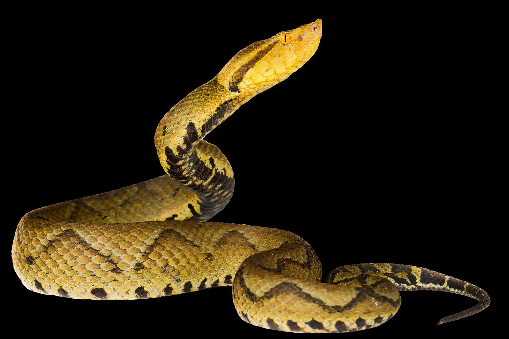 Bothrocophias_microphthalmus_WB-2.jpg