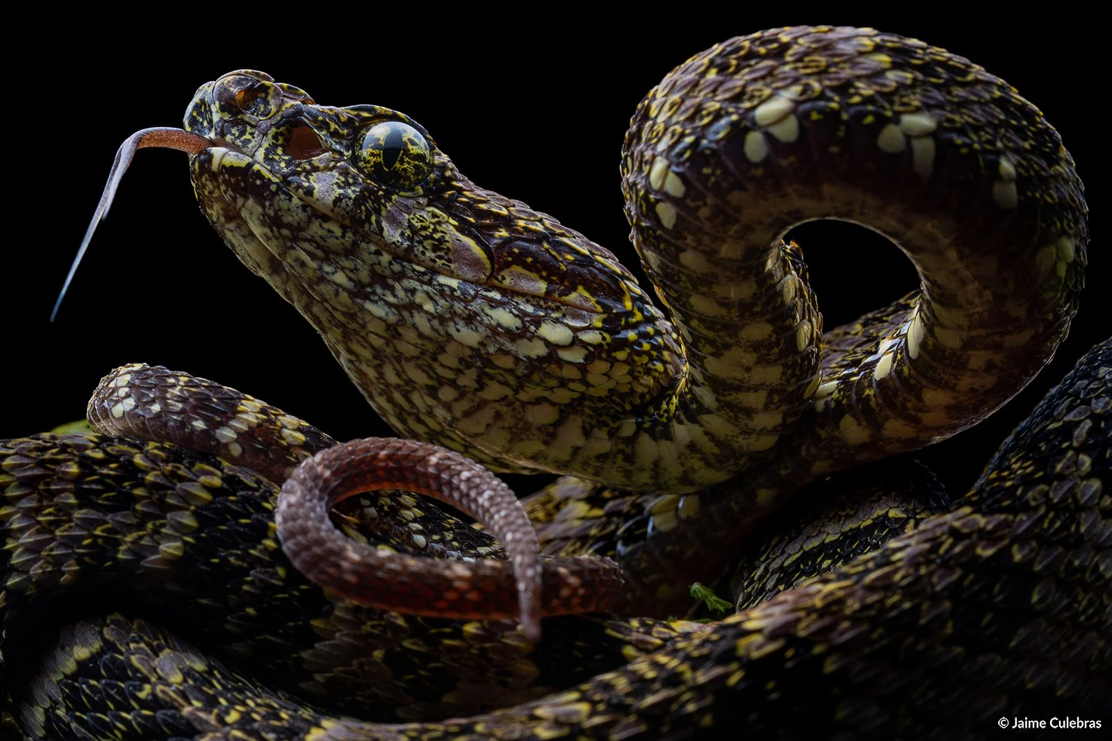 Bothrops_taeniatus marca-2.jpg