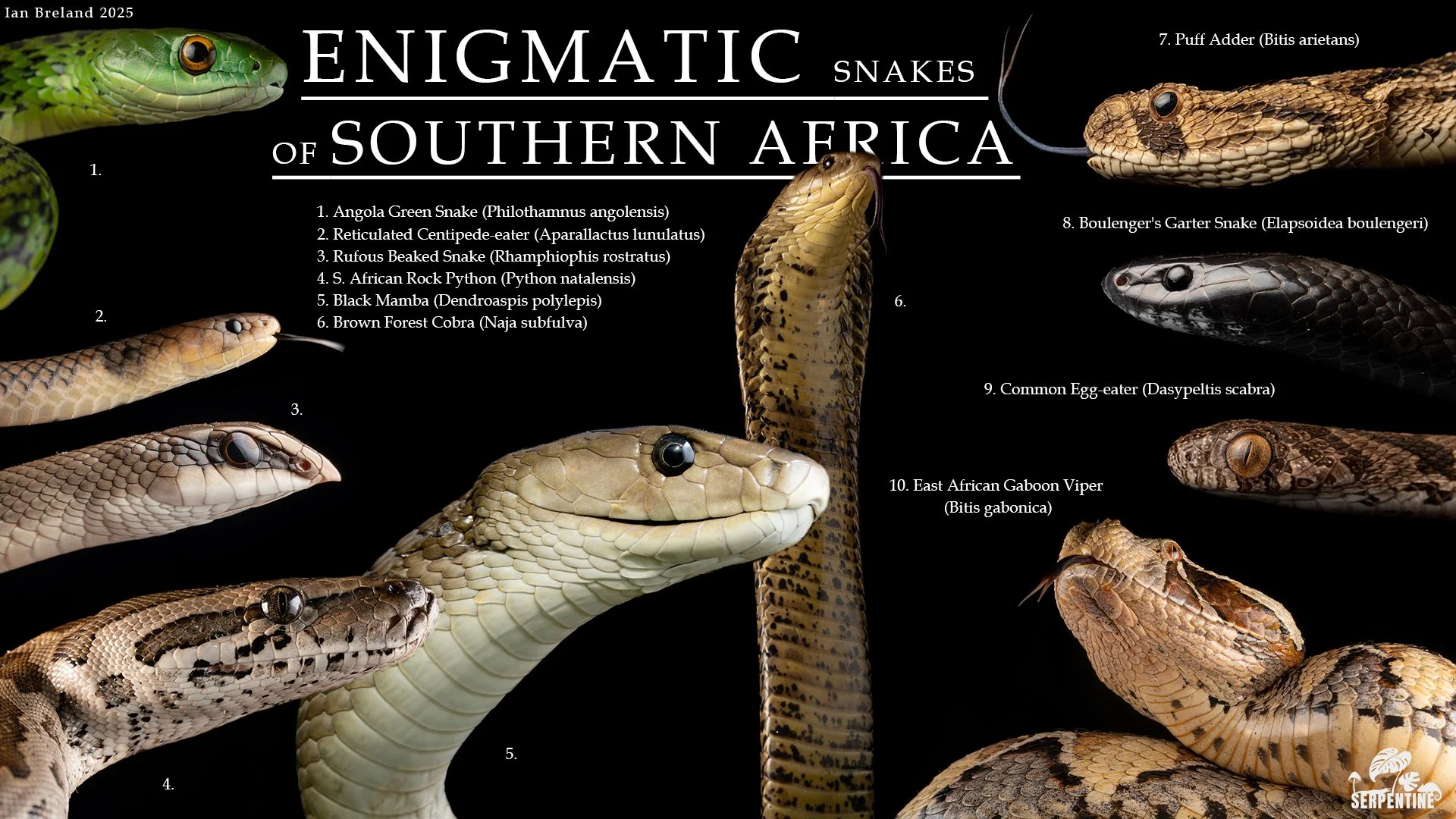 ENIGMATIC_SNAKES_S_AFRICA.jpg