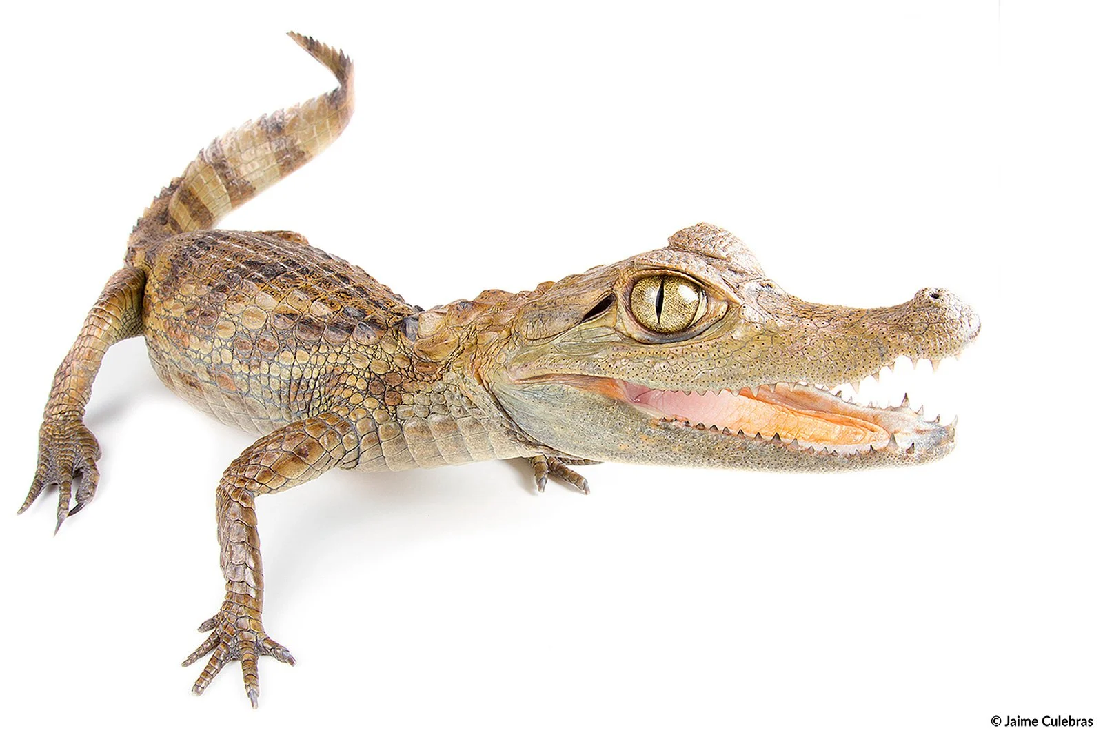 Caiman_crocodilus_marca.jpg