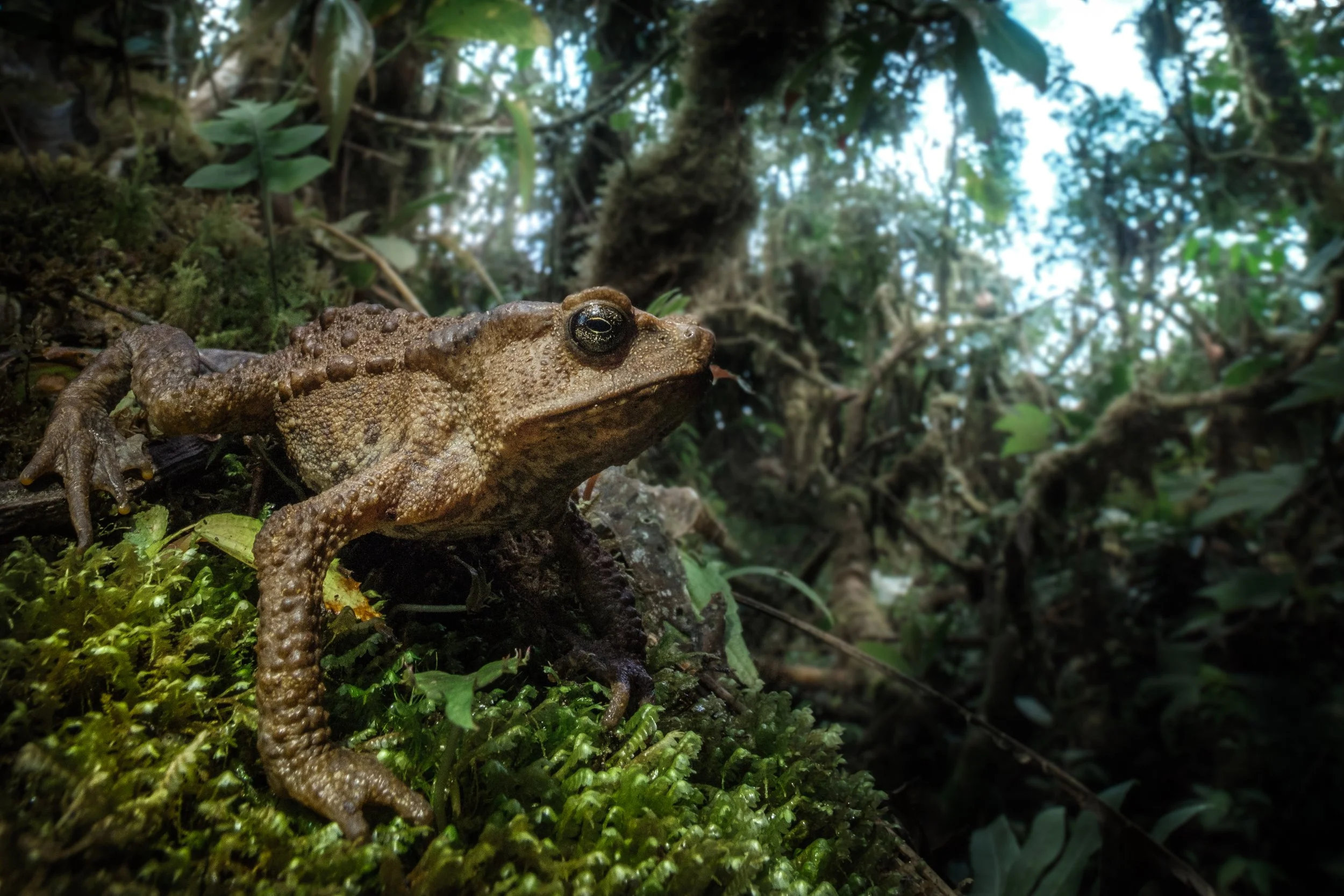Rhinella moralesi (Axel Marchelie).JPG
