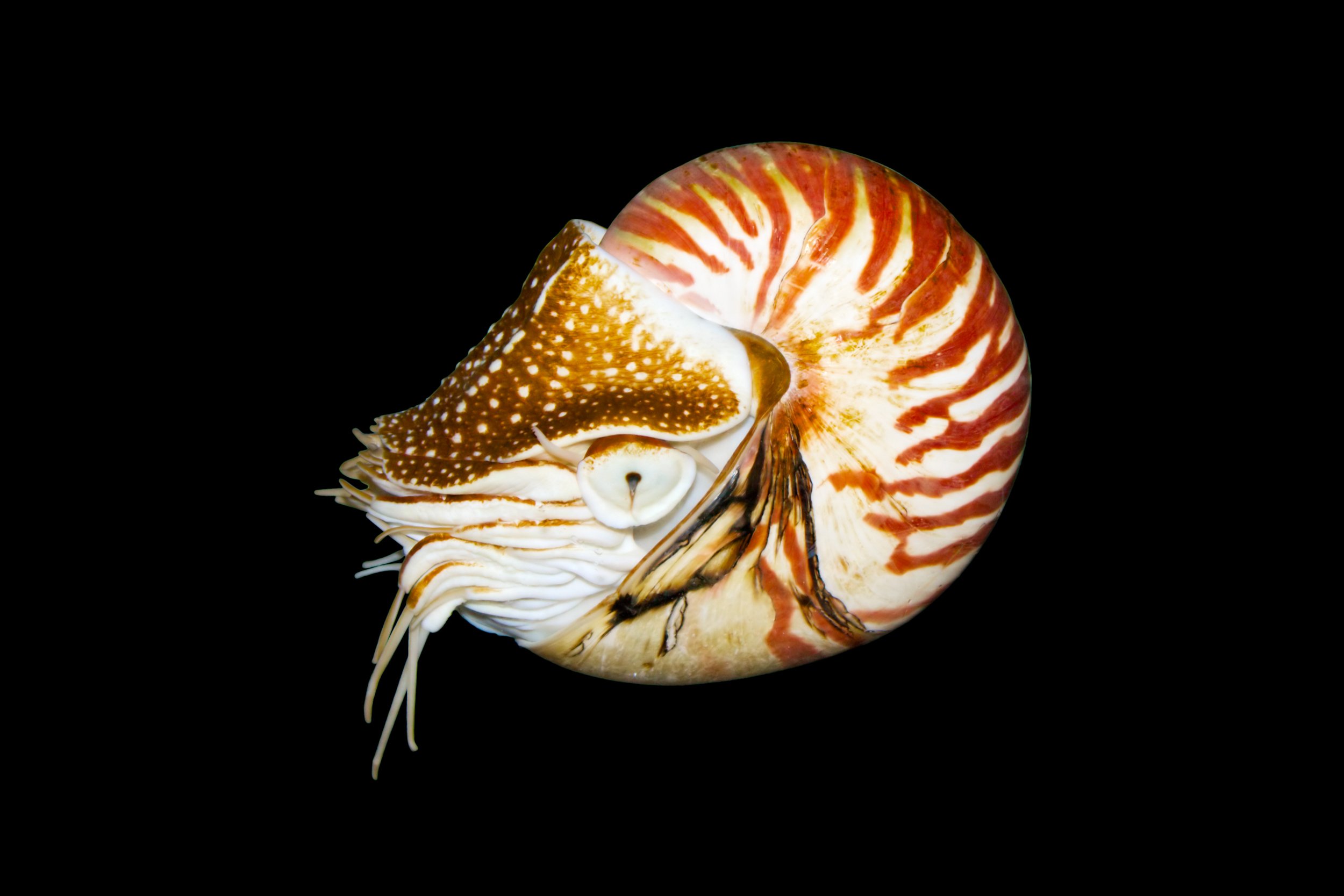shutterstock_41165764.jpg