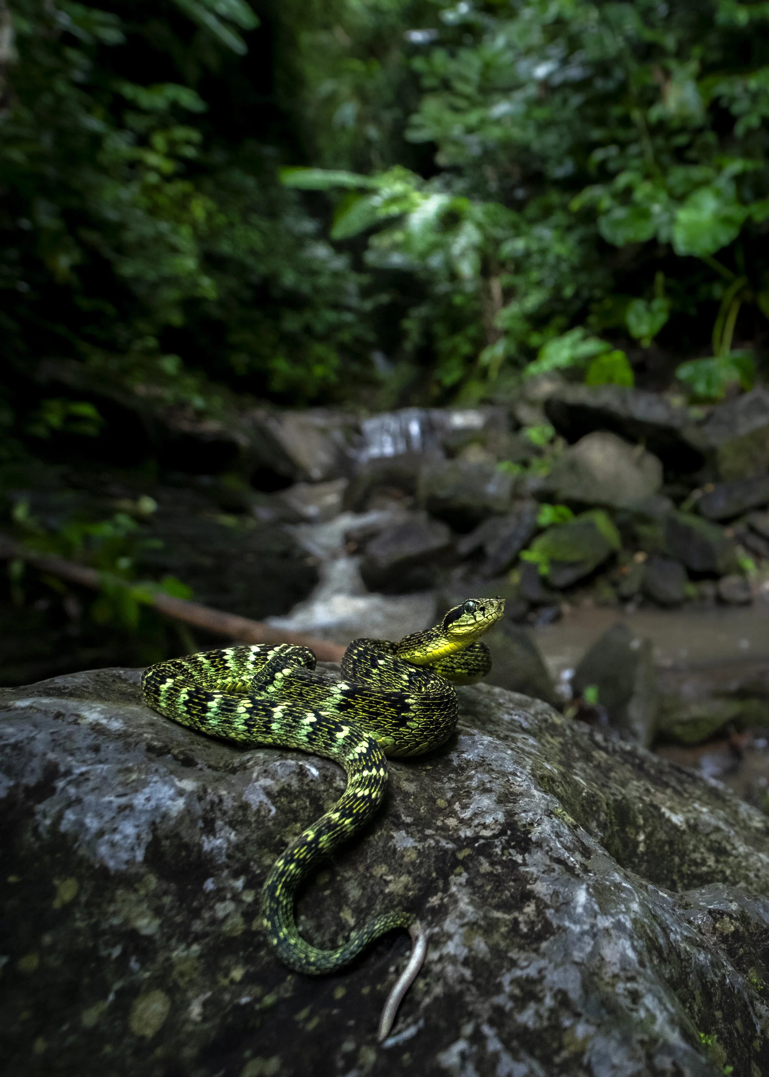 Bothrops pulcher foto Axel.JPG
