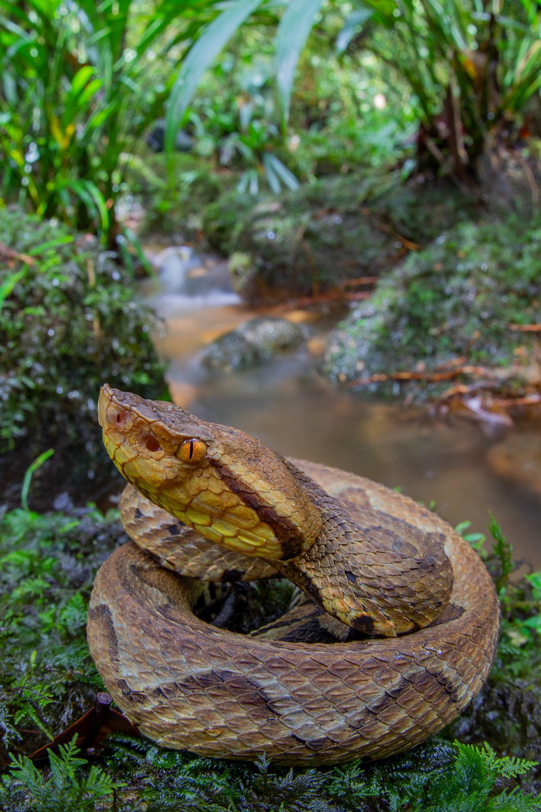 Bothrocophias_microphthalmus-alta.jpg