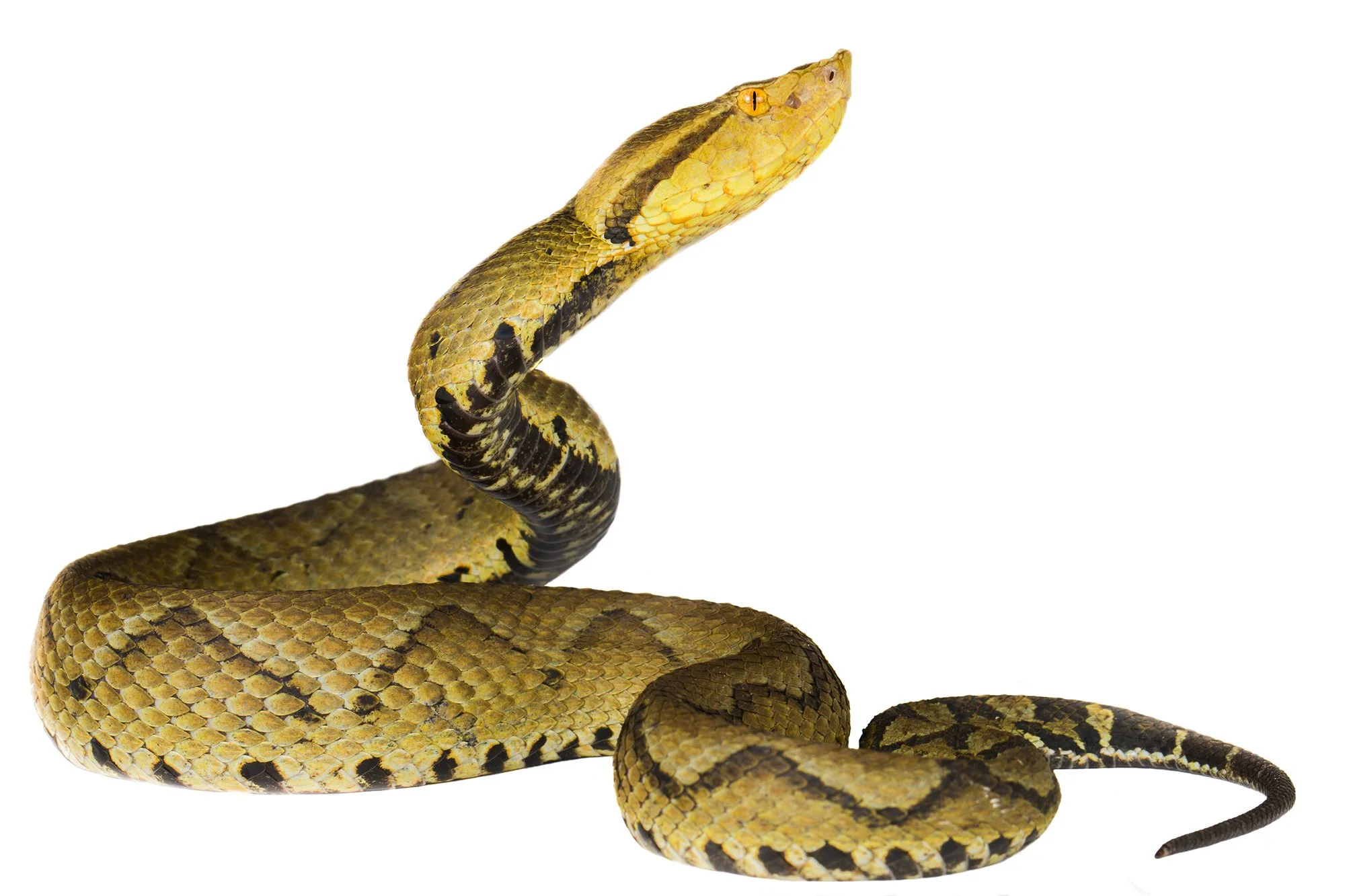 Bothrocophias_microphthalmus_WB.jpg