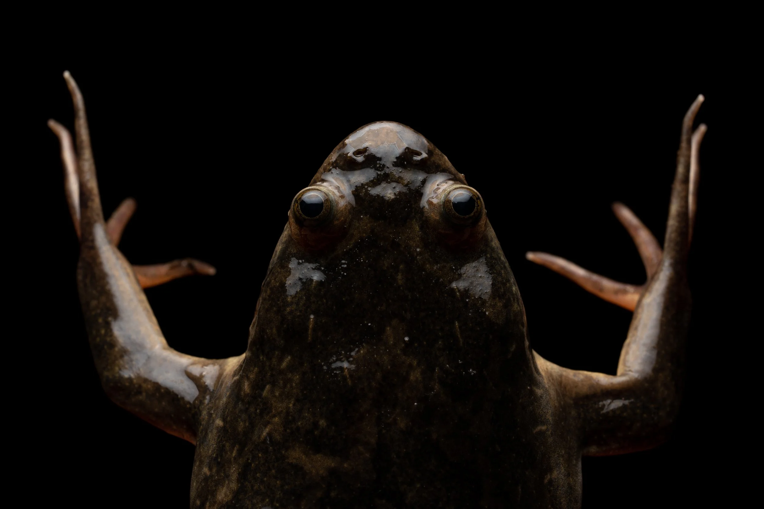 XENOPUS MUELLERI (STEEL PRINT)