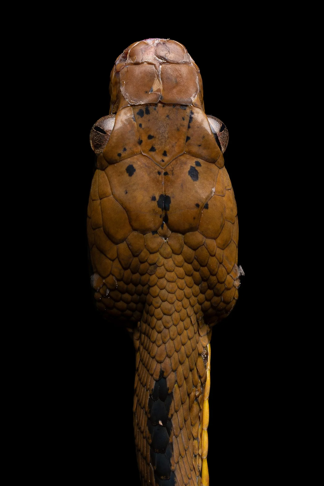 DSC_3962.jpg