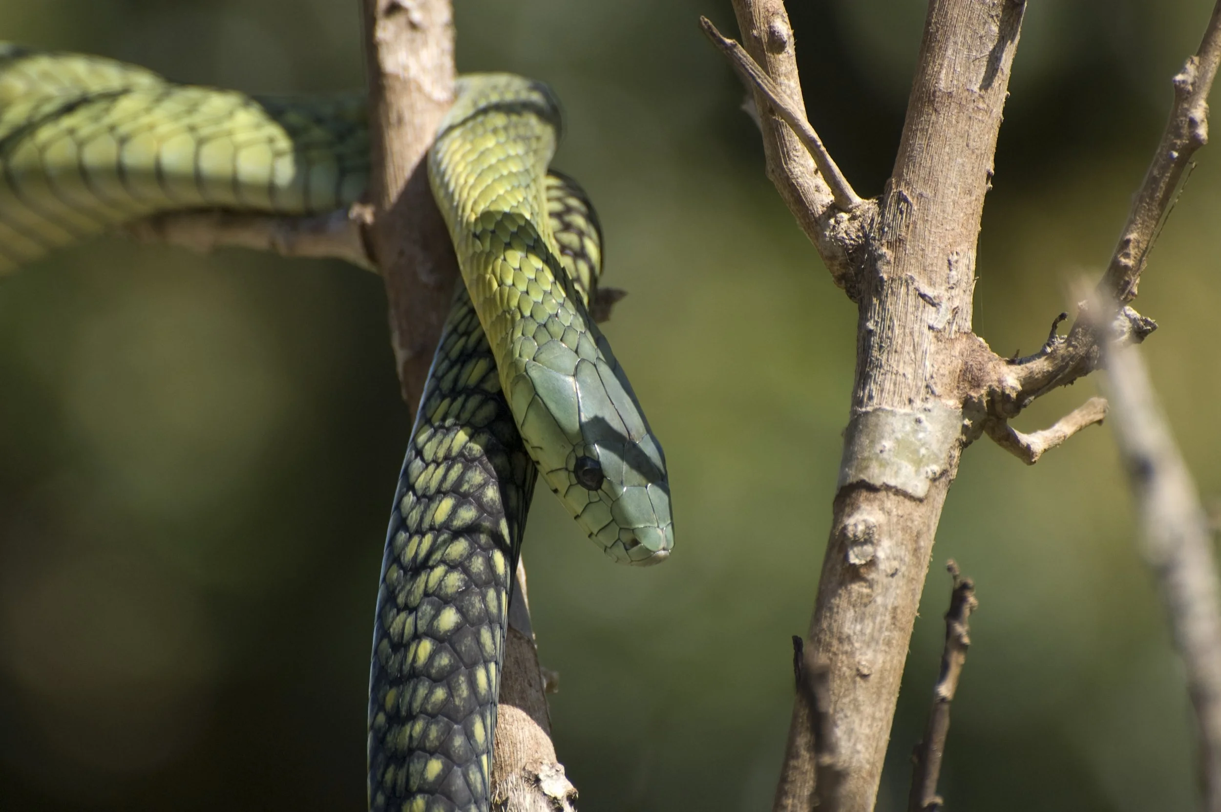 shutterstock_37158799.jpg