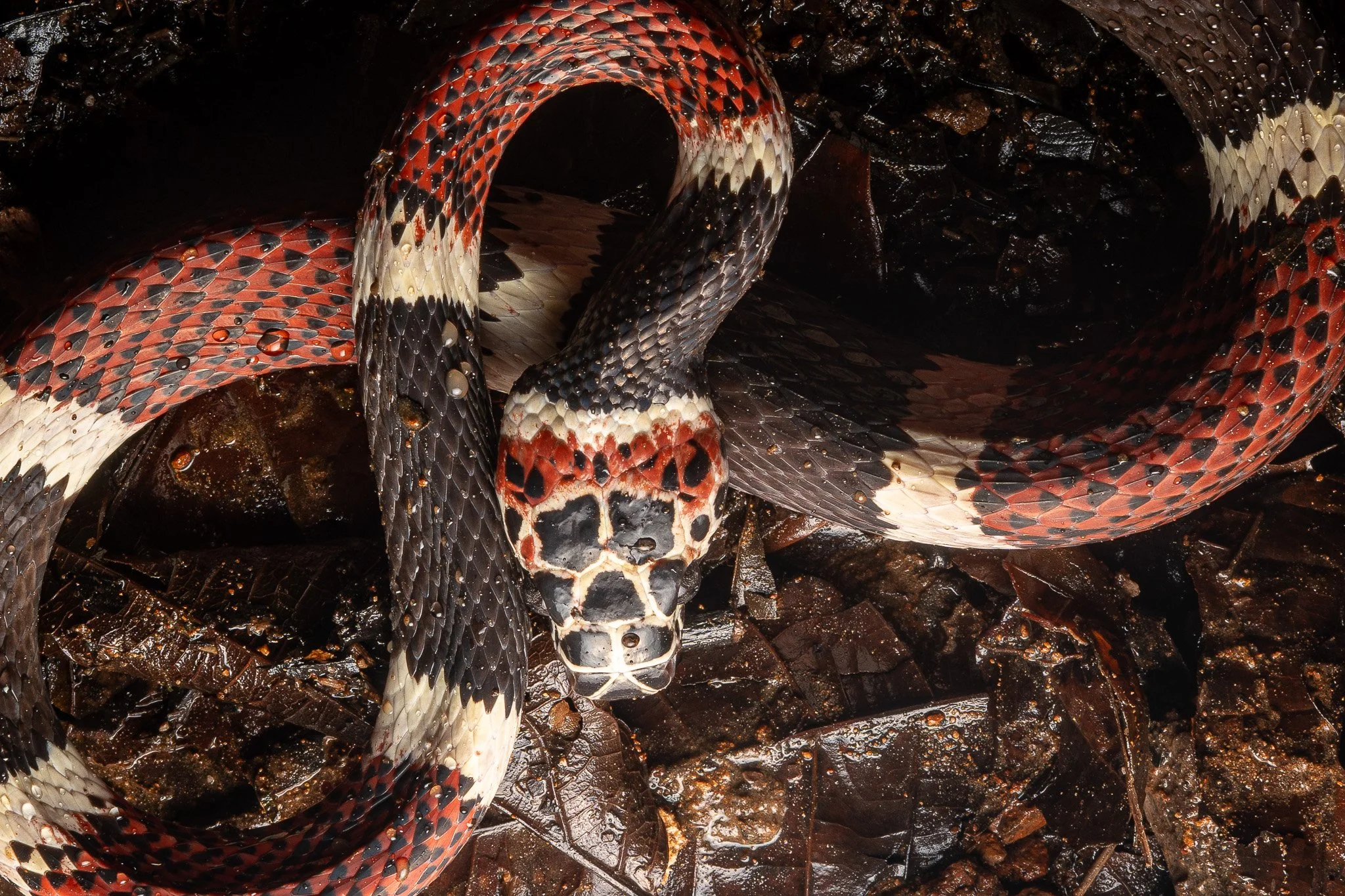 DSC08022.jpg