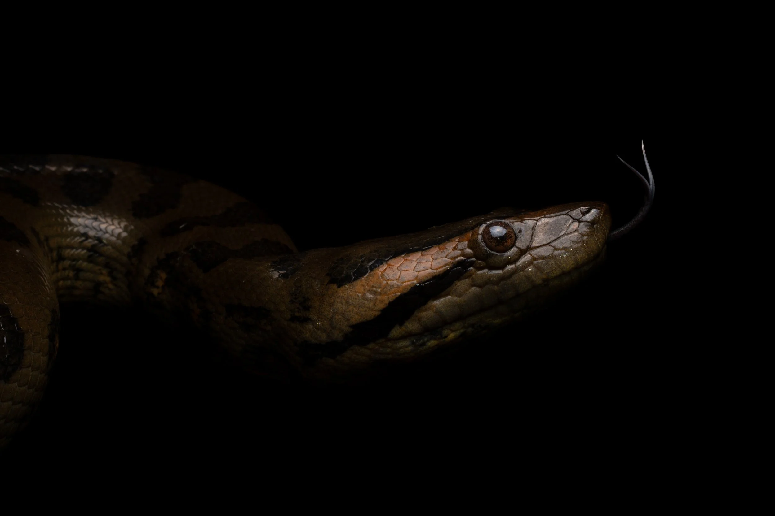 DSC_0814-Enhanced-SR.jpg