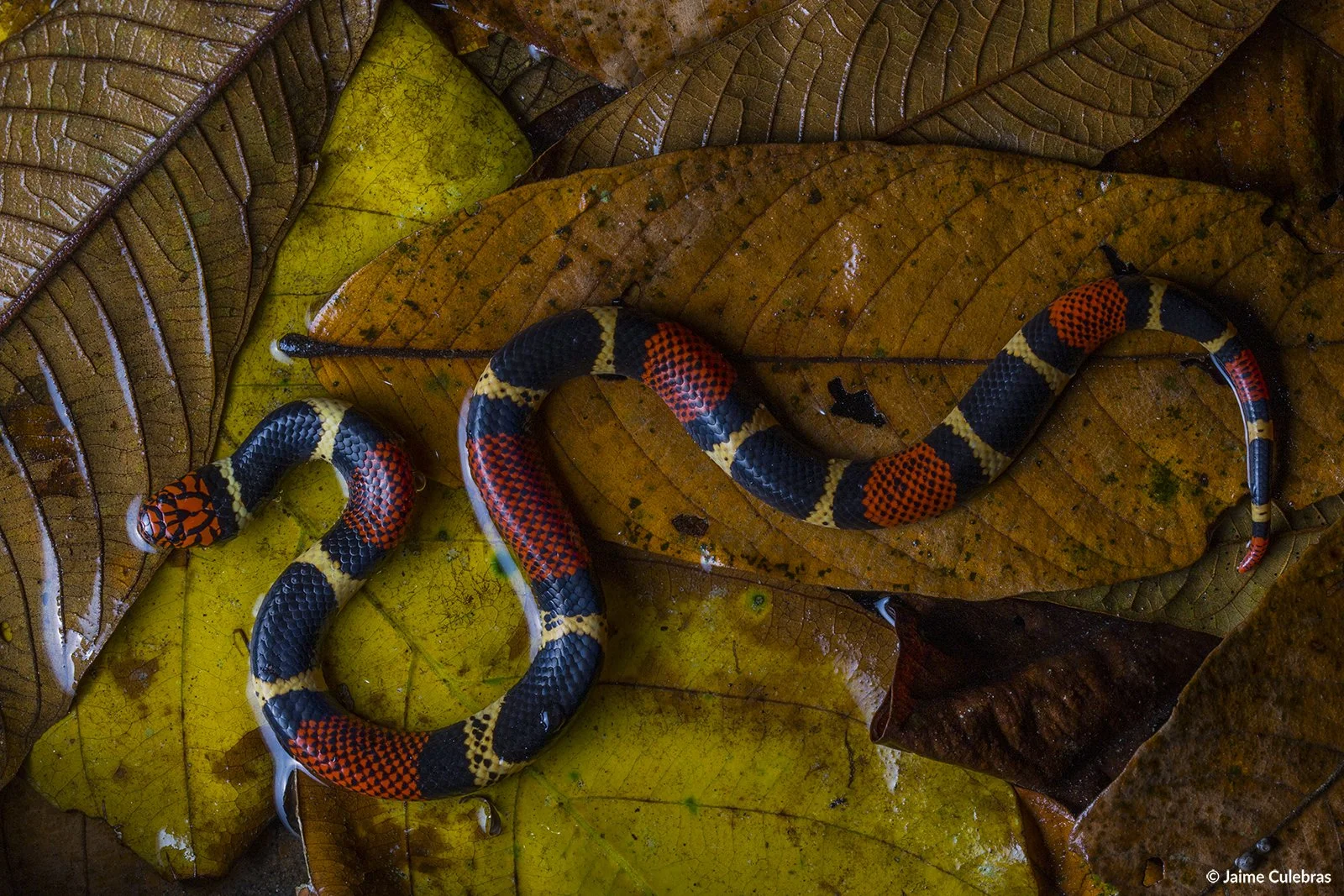 Micrurus_surinamensis_marca.jpg