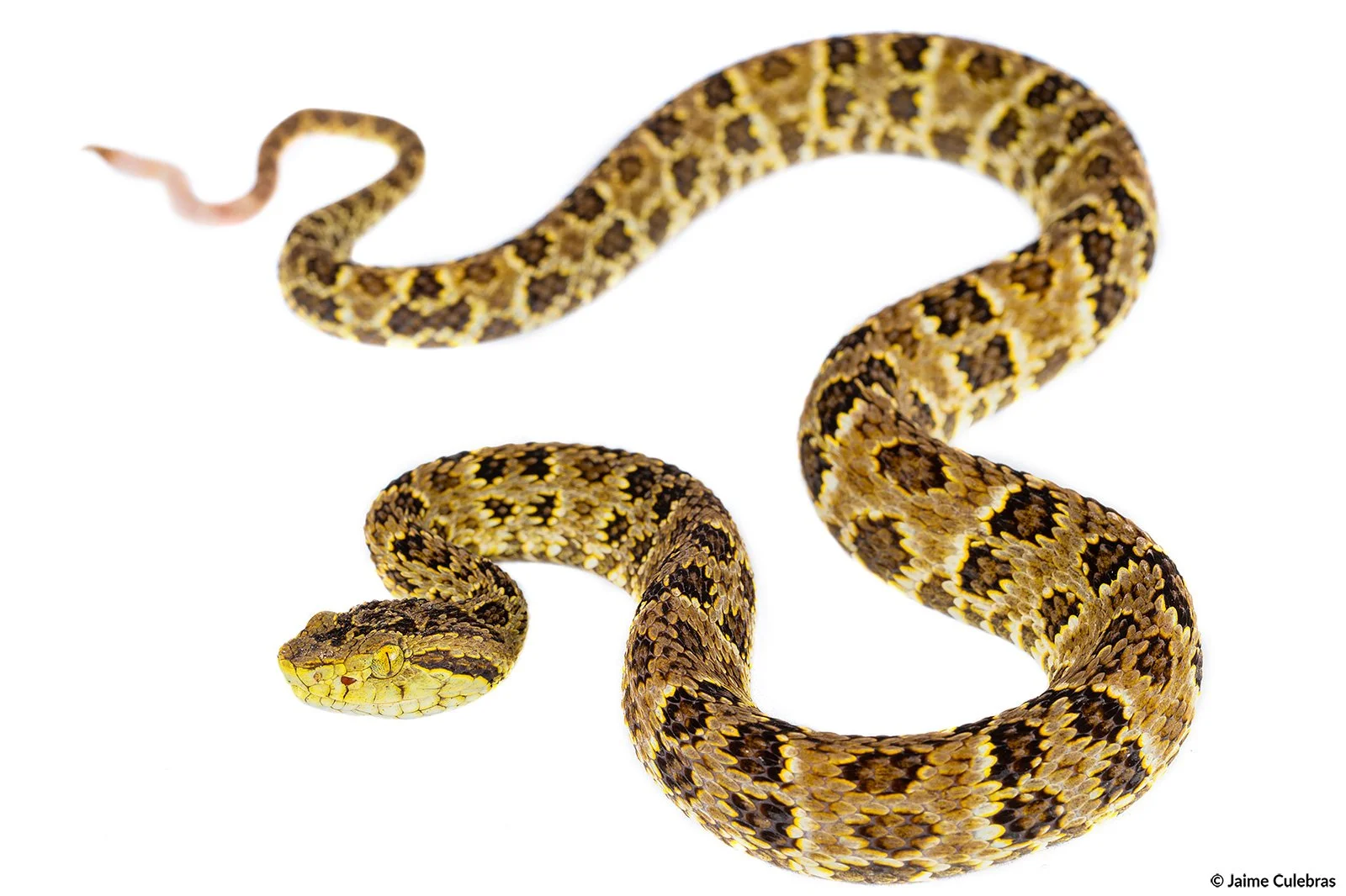 Boana_punctatus_choco_marca.jpg