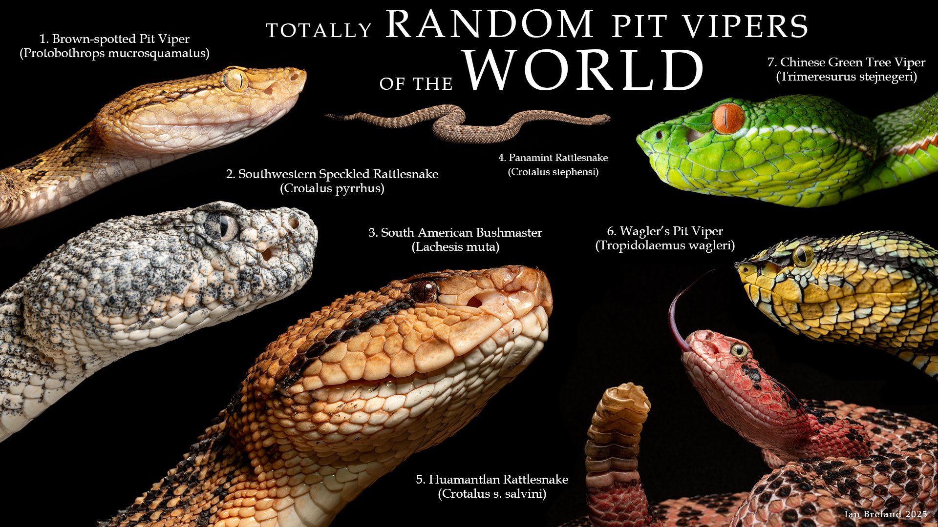 TOTALLY_RANDOM_PITVIPERS_OFTHE_WORLD.jpg