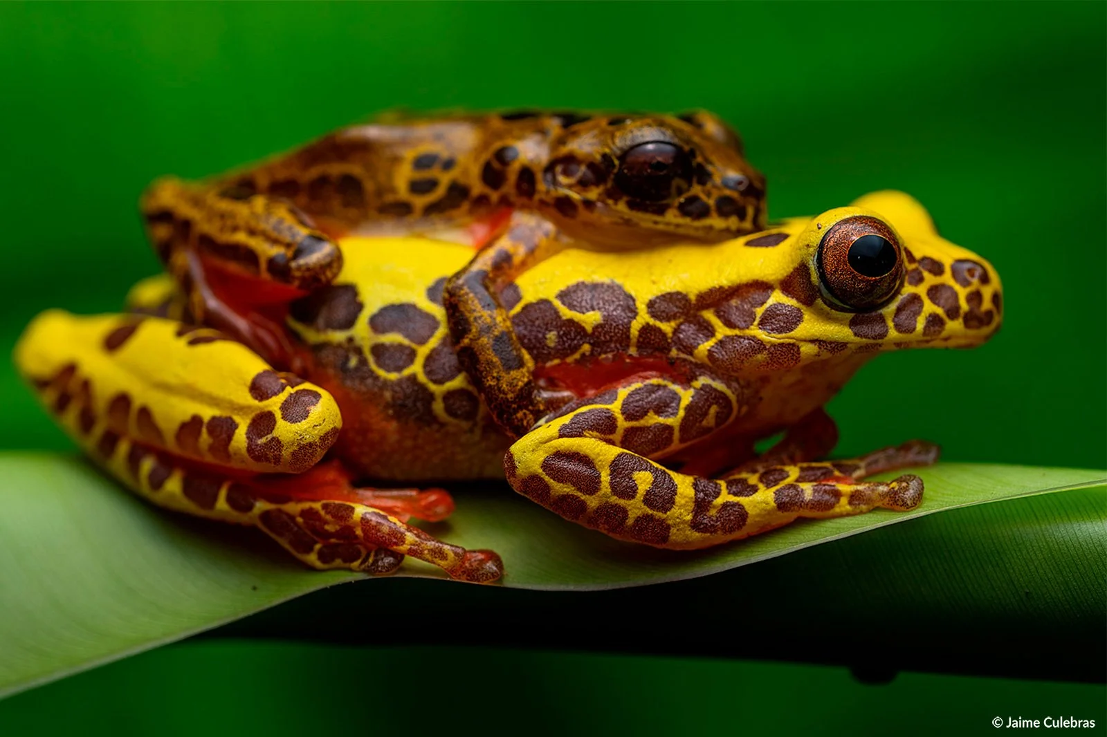 Dendropsophus-triangulum_marca.jpg