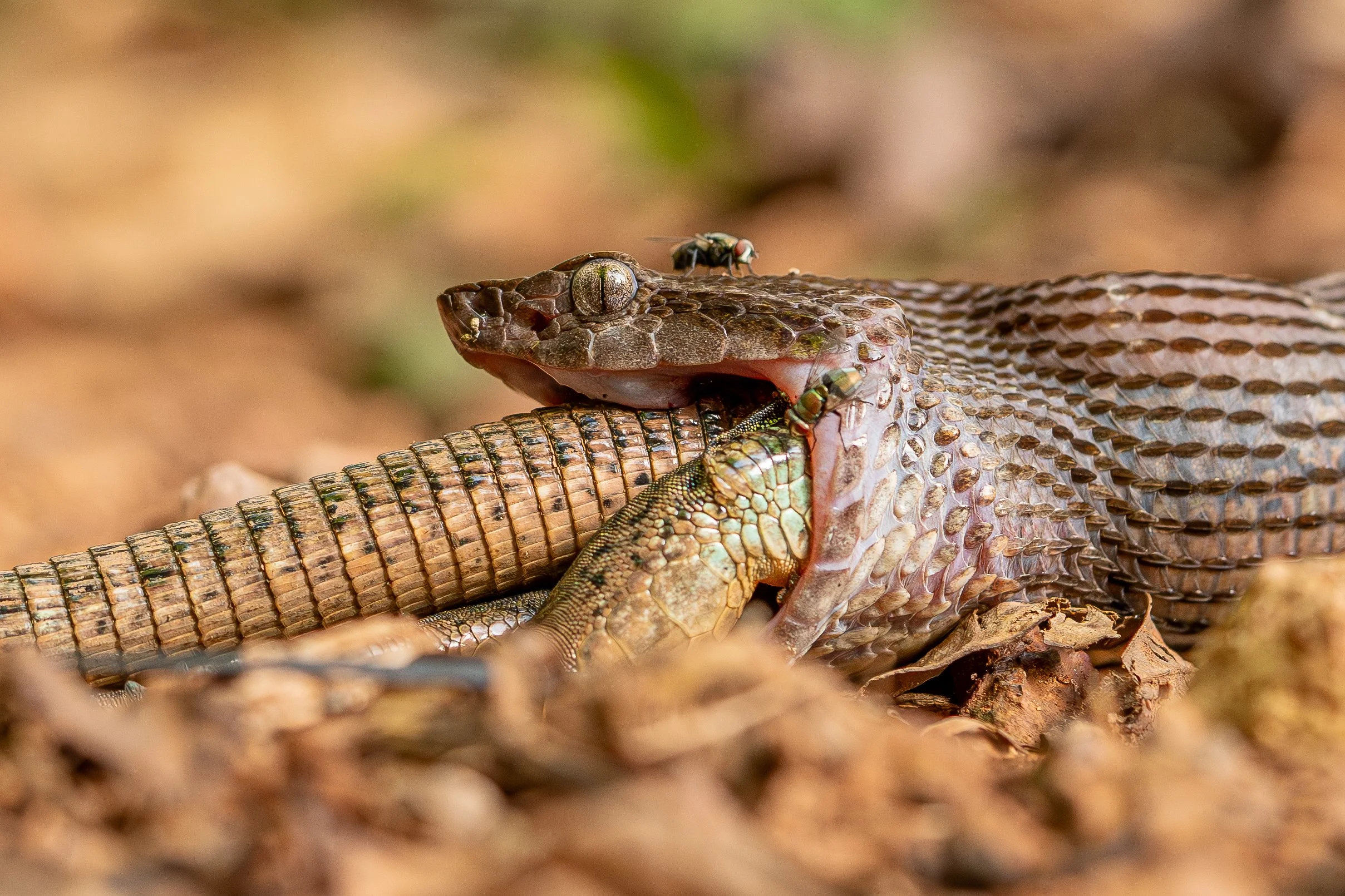 Animal Behavior_A Tail as Old as Time.jpg