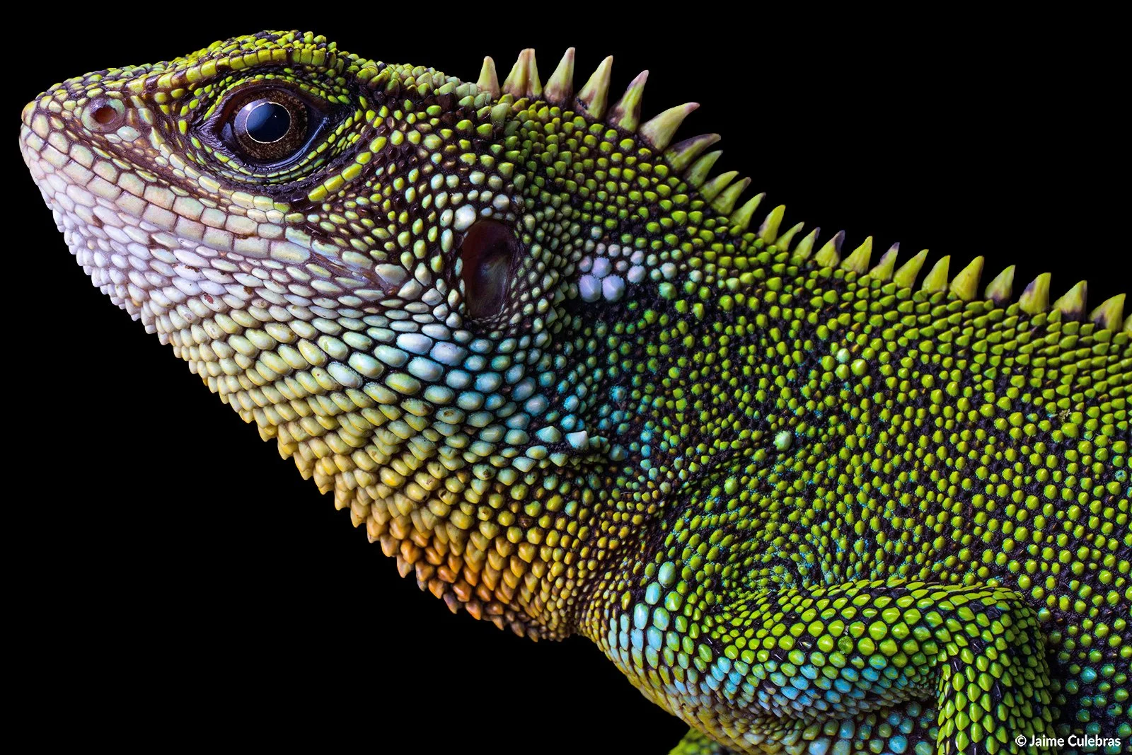 Enyalioides_praestabilis marca-2.jpg