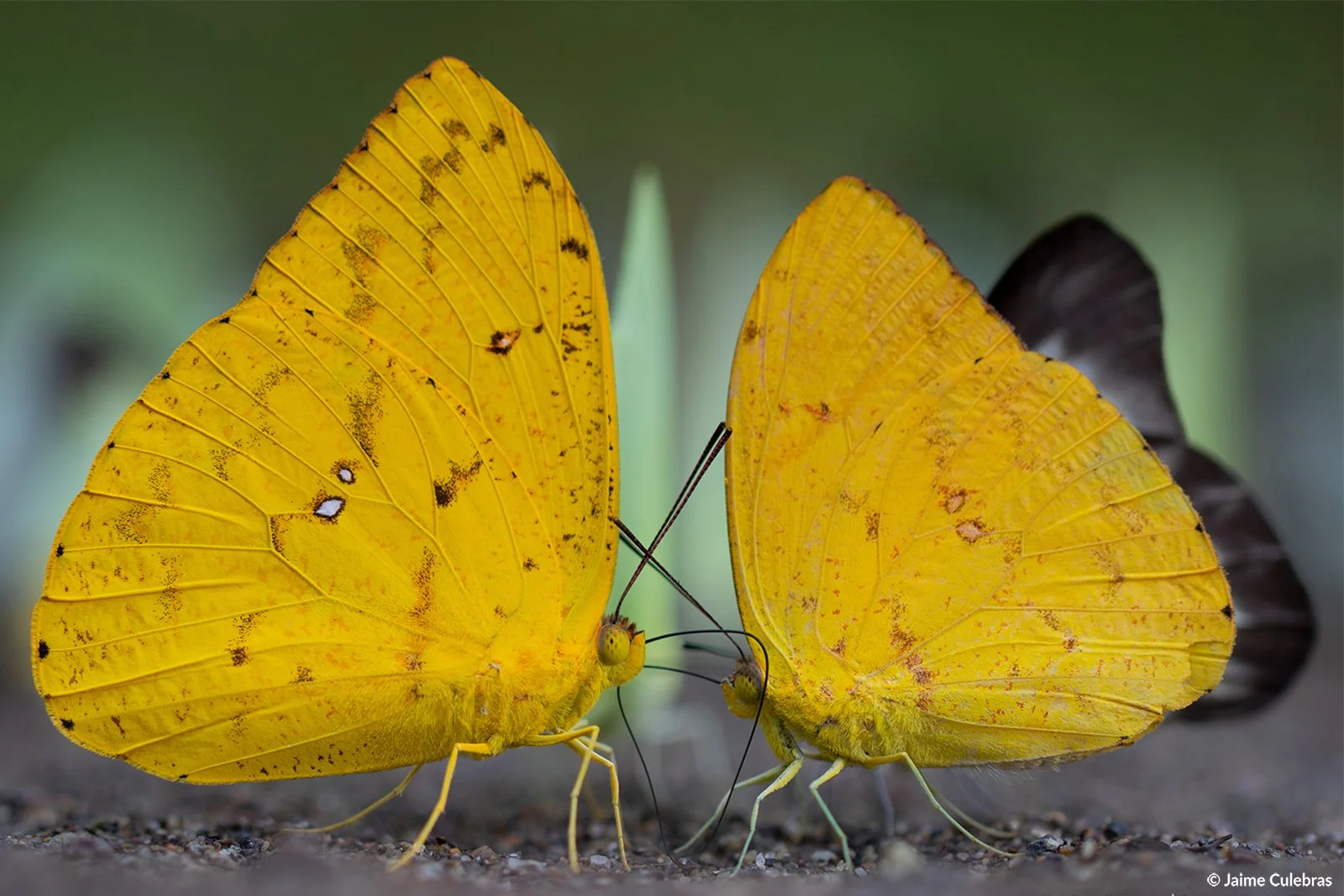 mariposas marca.jpg