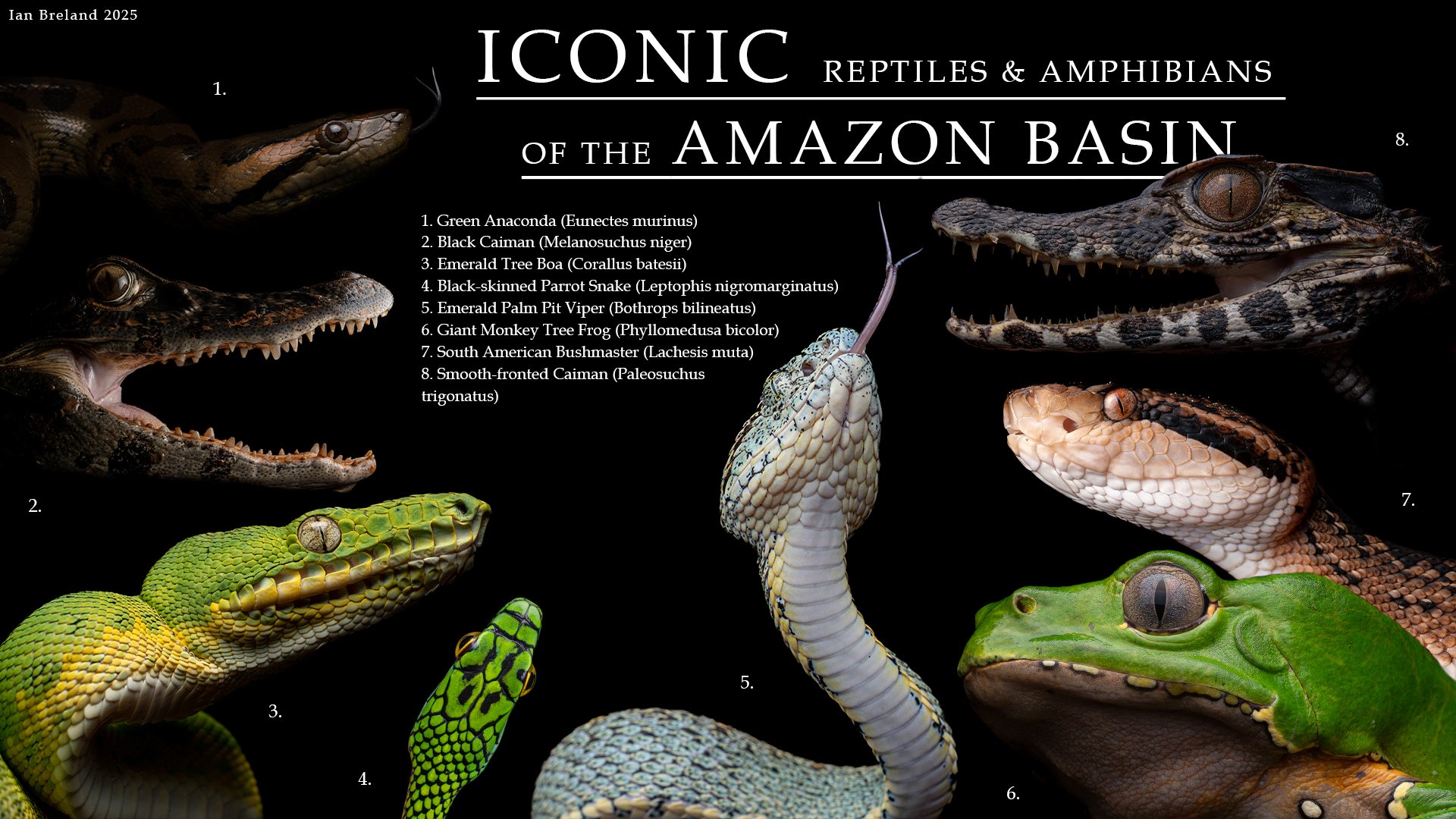 ICONIC_REP_AMPH_OF_AMAZON_BASIN.jpg